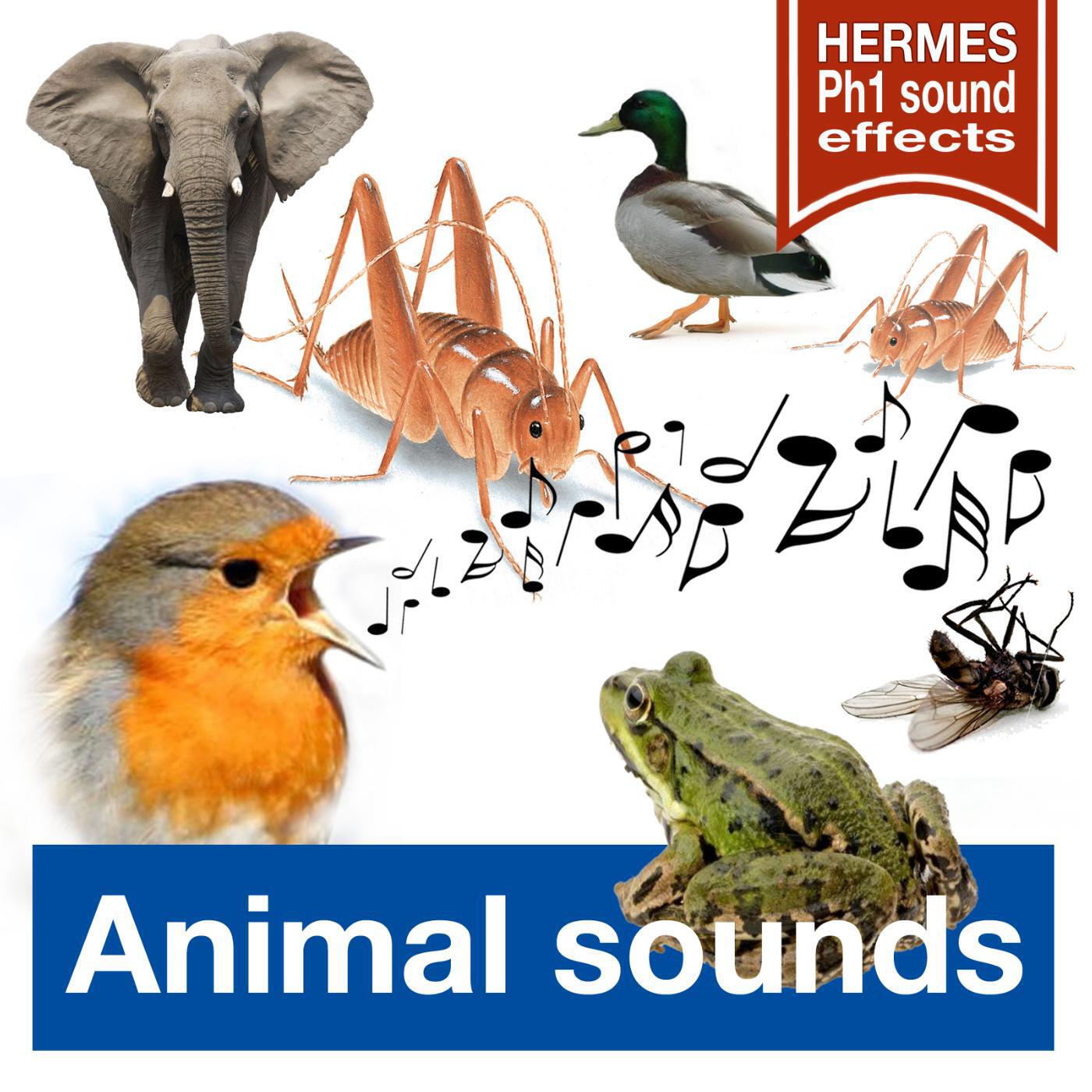 Hermes Ph1 Sound-Effects - Rooster Crow-Ing (Long Version)