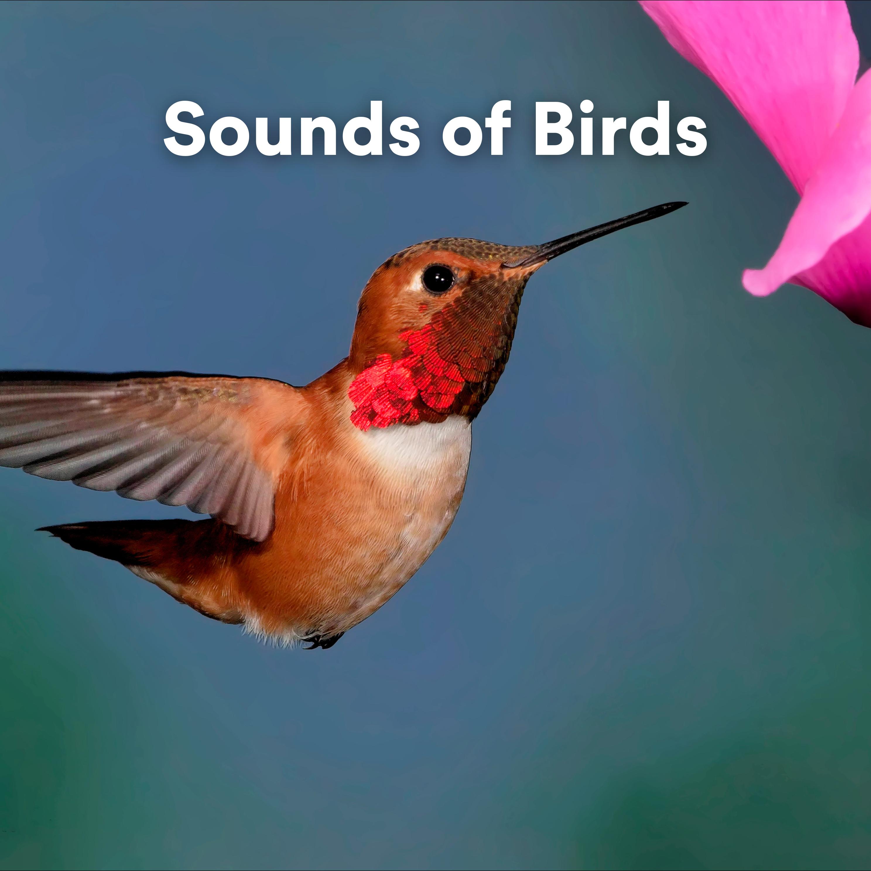 Постер альбома Sounds of Birds