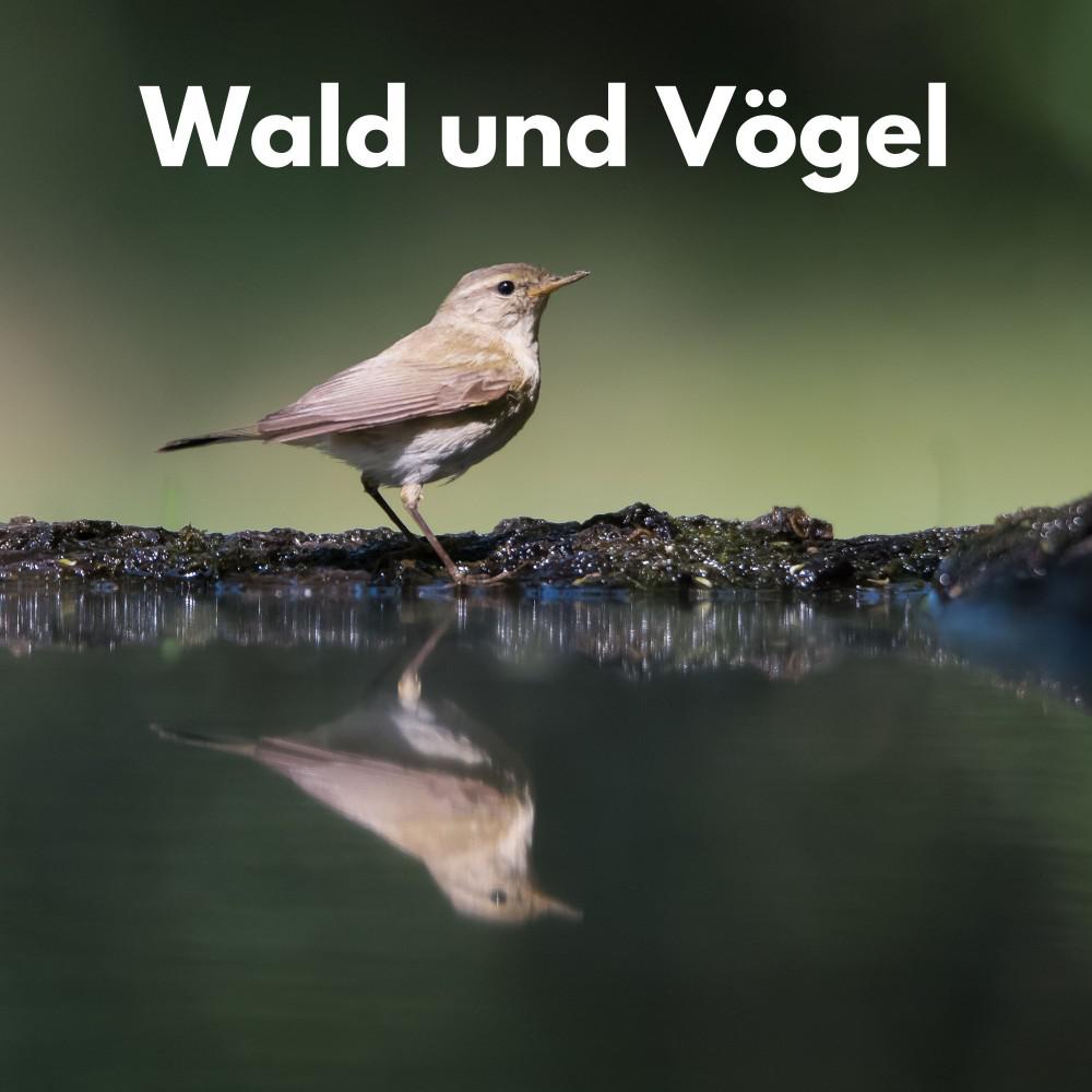 Постер альбома Wald und Vögel