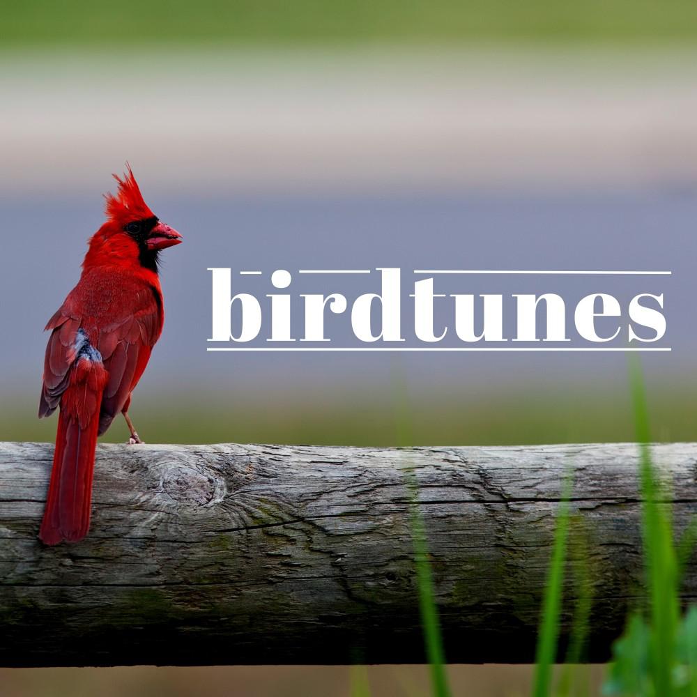 Постер альбома Birdtunes