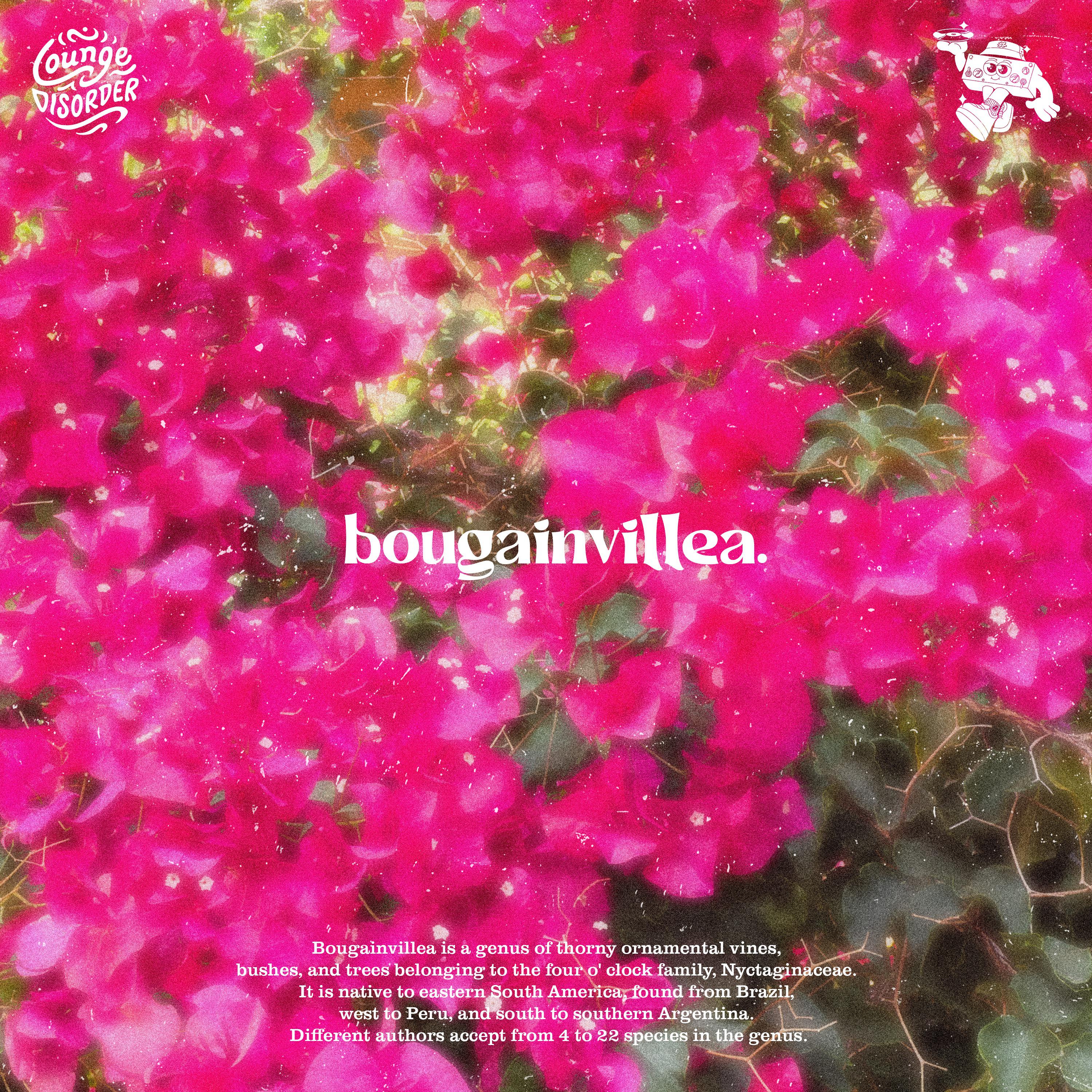 Постер альбома Bougainvillea.
