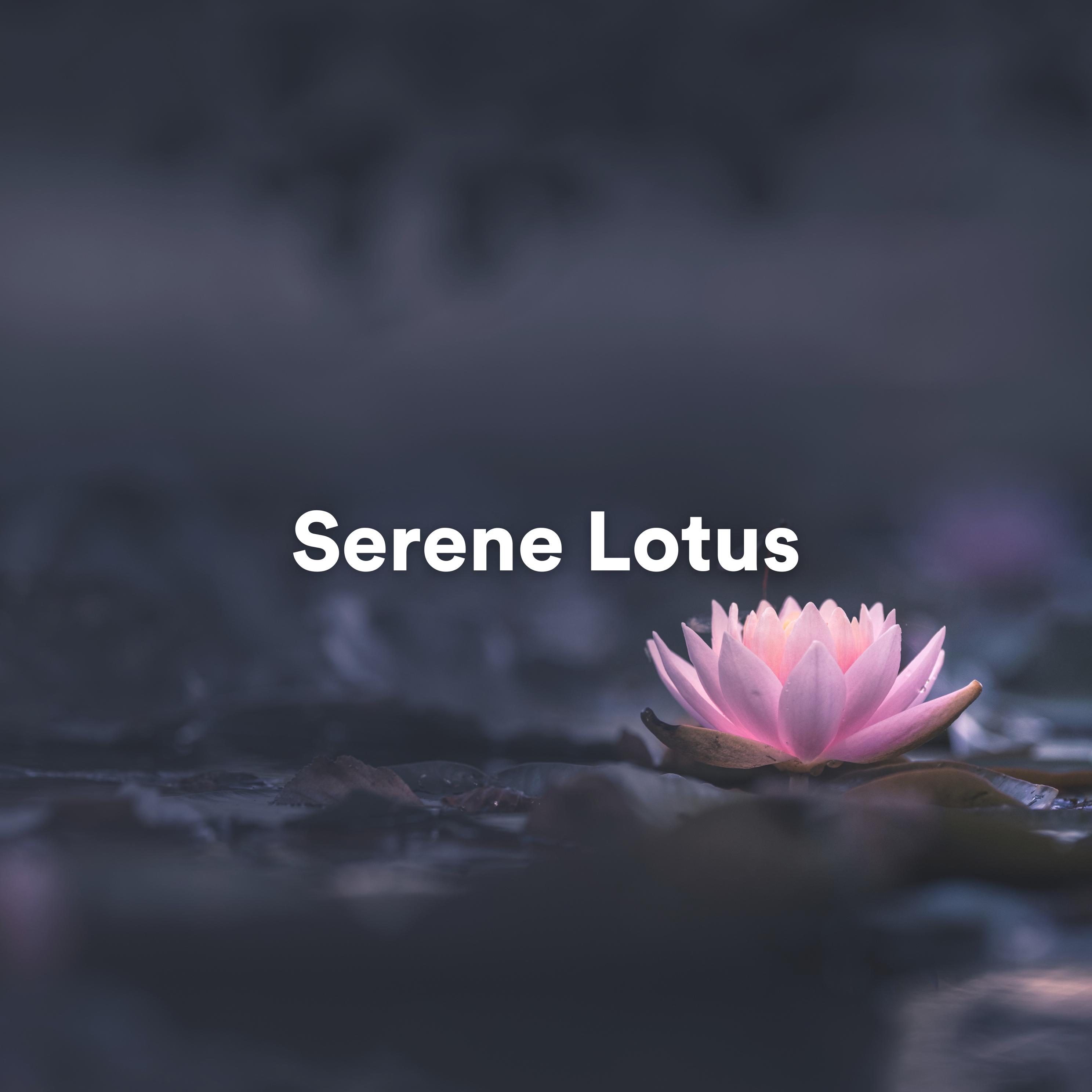 Постер альбома Serene Lotus