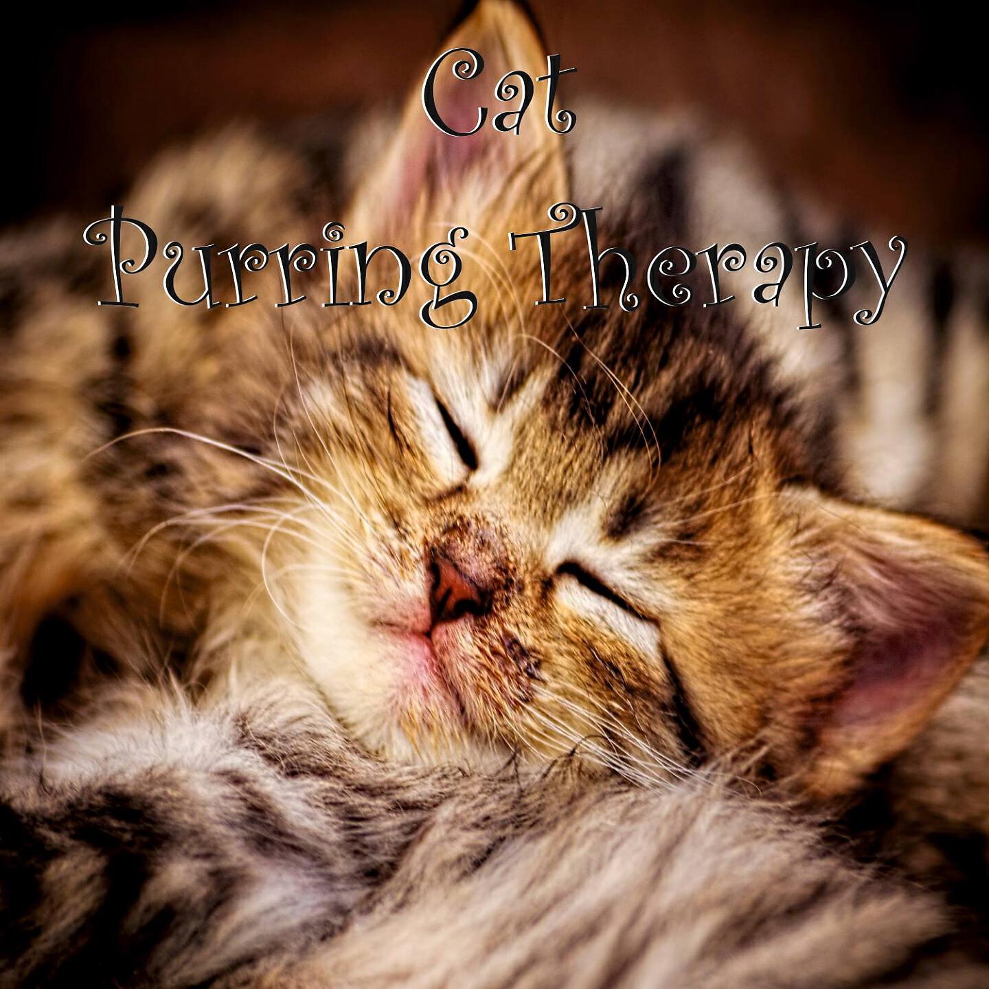 Relaxing Sounds Lab - Cat Purring Therapy