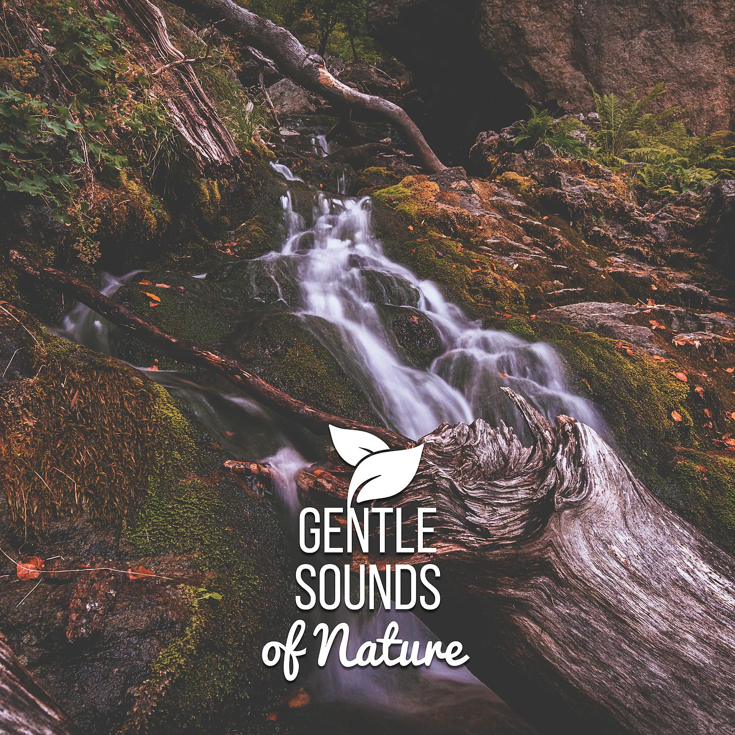 Постер альбома Gentle Sounds of Nature