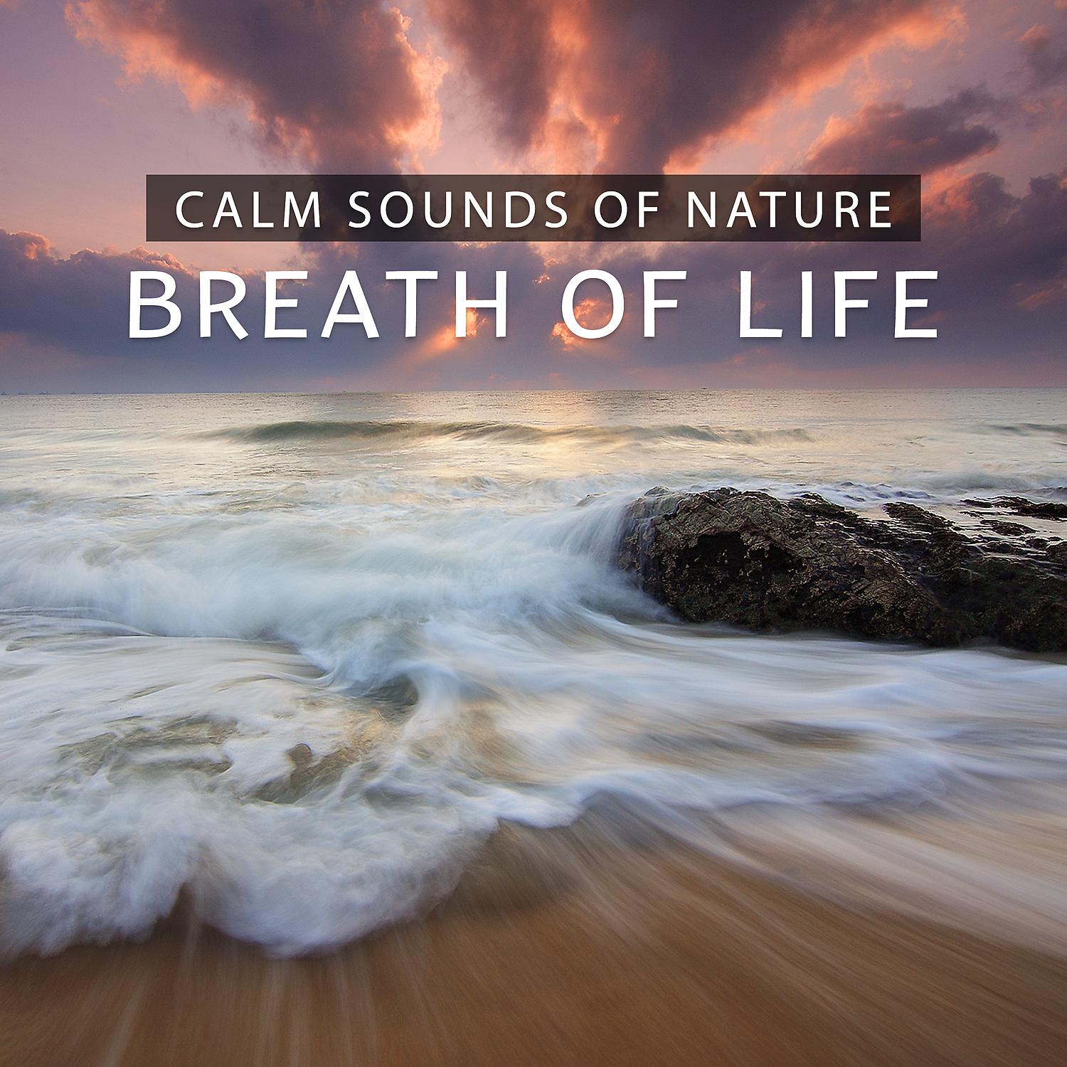 Постер альбома Calm Sounds of Nature - Breath of Life, Relax, Positive Energy and Free Mind