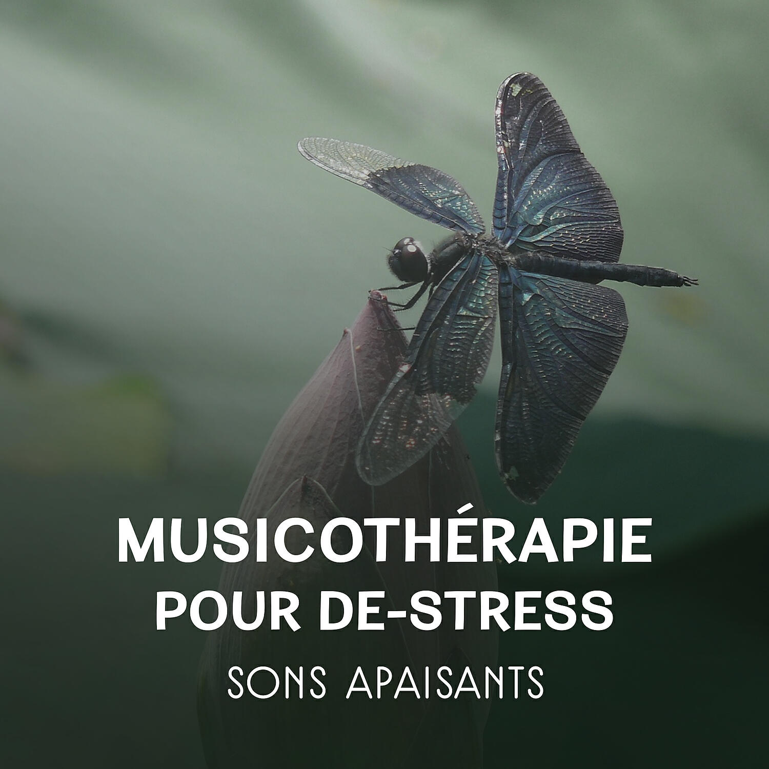 Académie de Musique Anti-stress - Seindre le stress - Changement positif