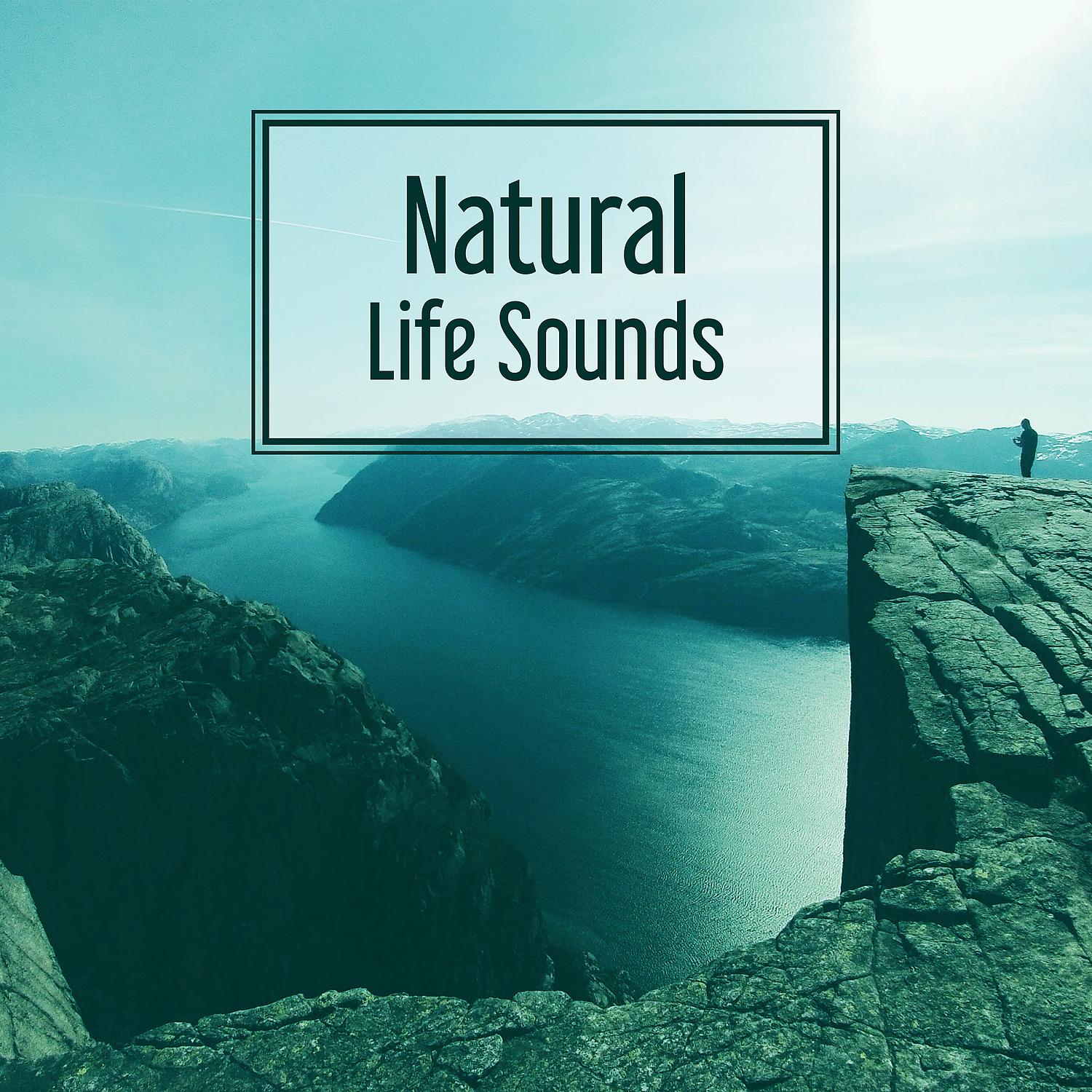 Постер альбома Natural Life Sounds – Sounds of Nature, Relaxation Nature, Deep Relax in Nature
