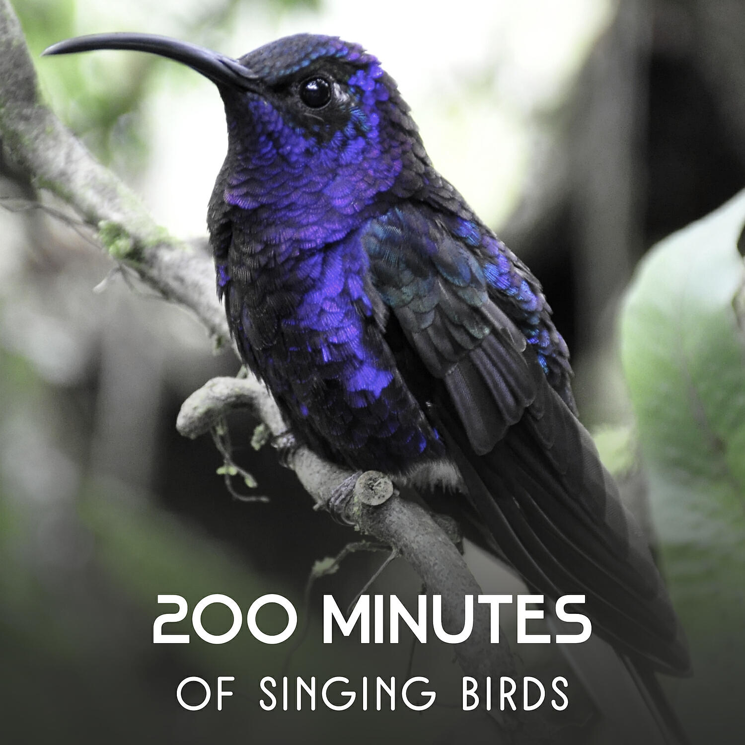 Harmony Nature Sounds Academy - Owls Hooting for Sleep Meditation