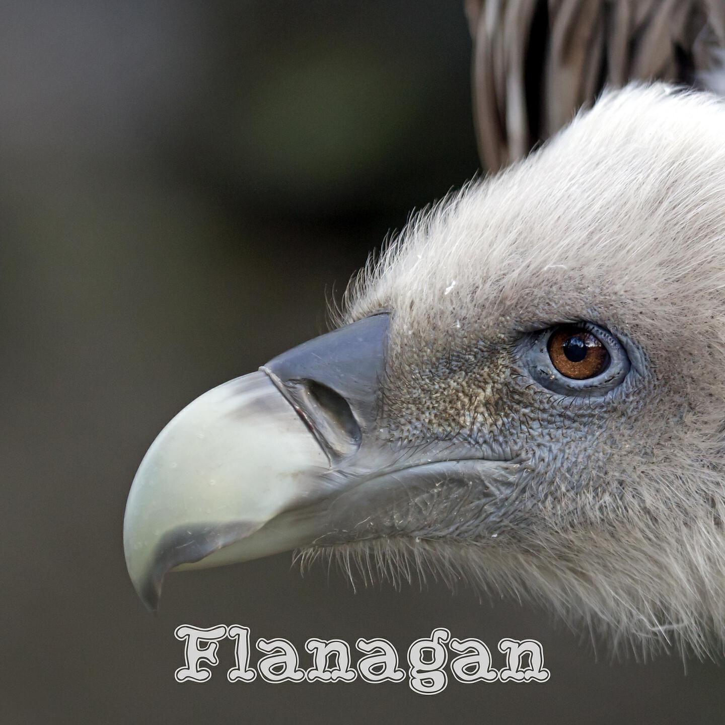 Flanagan - The Love Over Drill Revolts