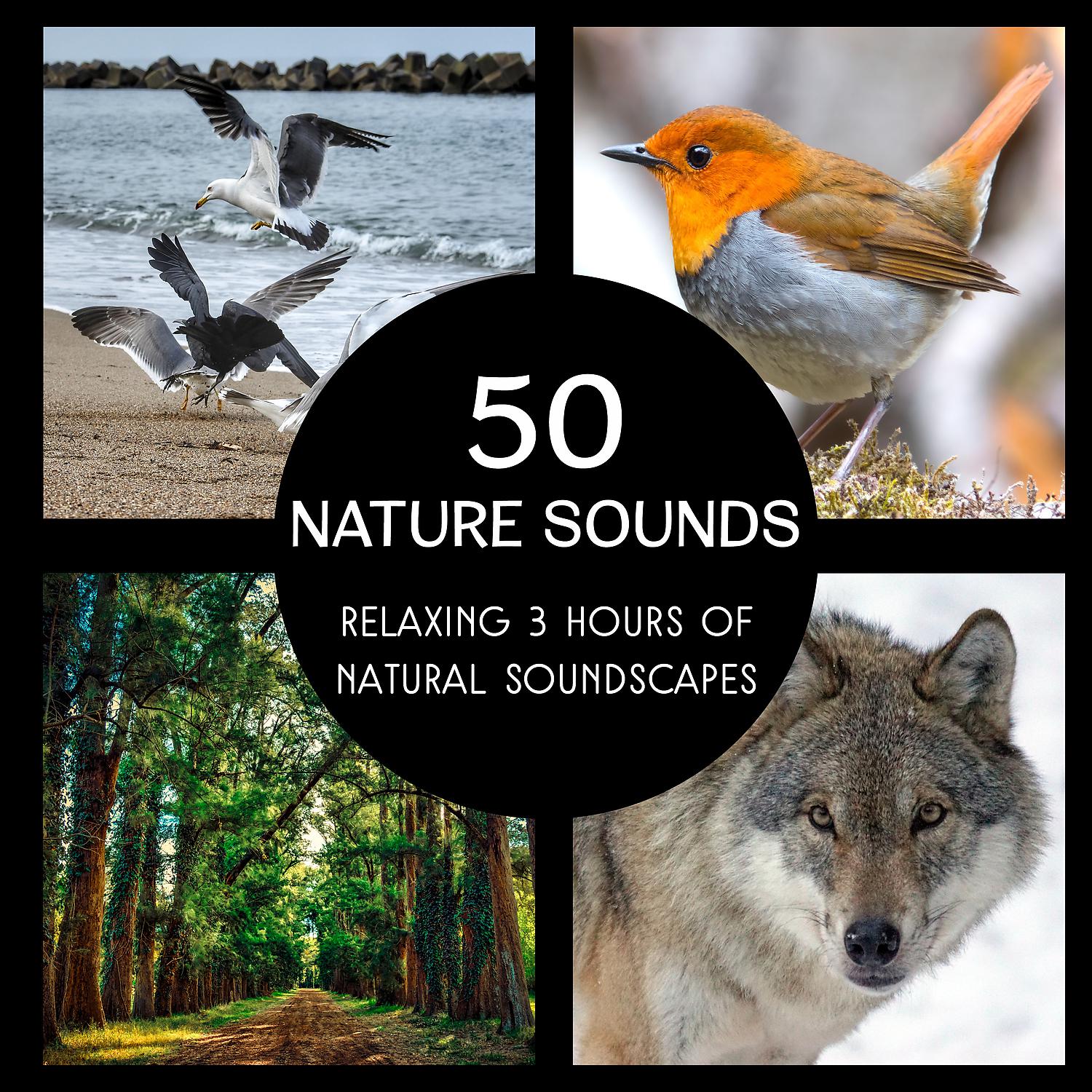 Постер альбома 50 Nature Sounds – Relaxing 3 Hours of Natural Soundscapes, Meditation and Sleep Ambiences