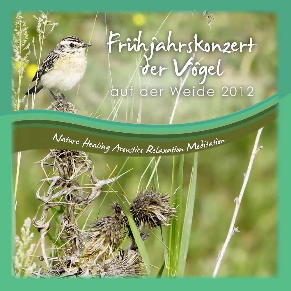 Nature Healing Acoustics Relaxation Meditation - Viele Bunte Voegel Hoch Oben T99