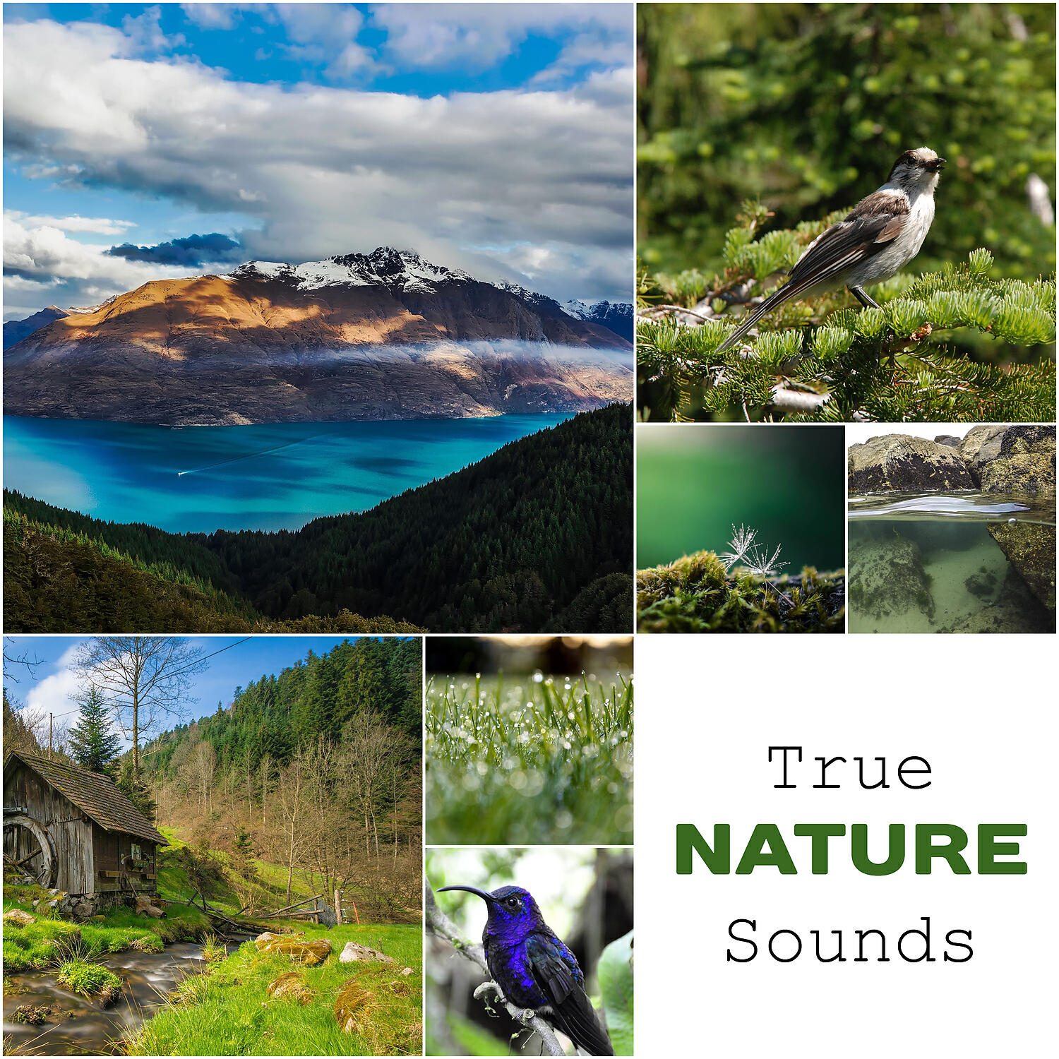 Nature Collection - White Noise: Mystery Night