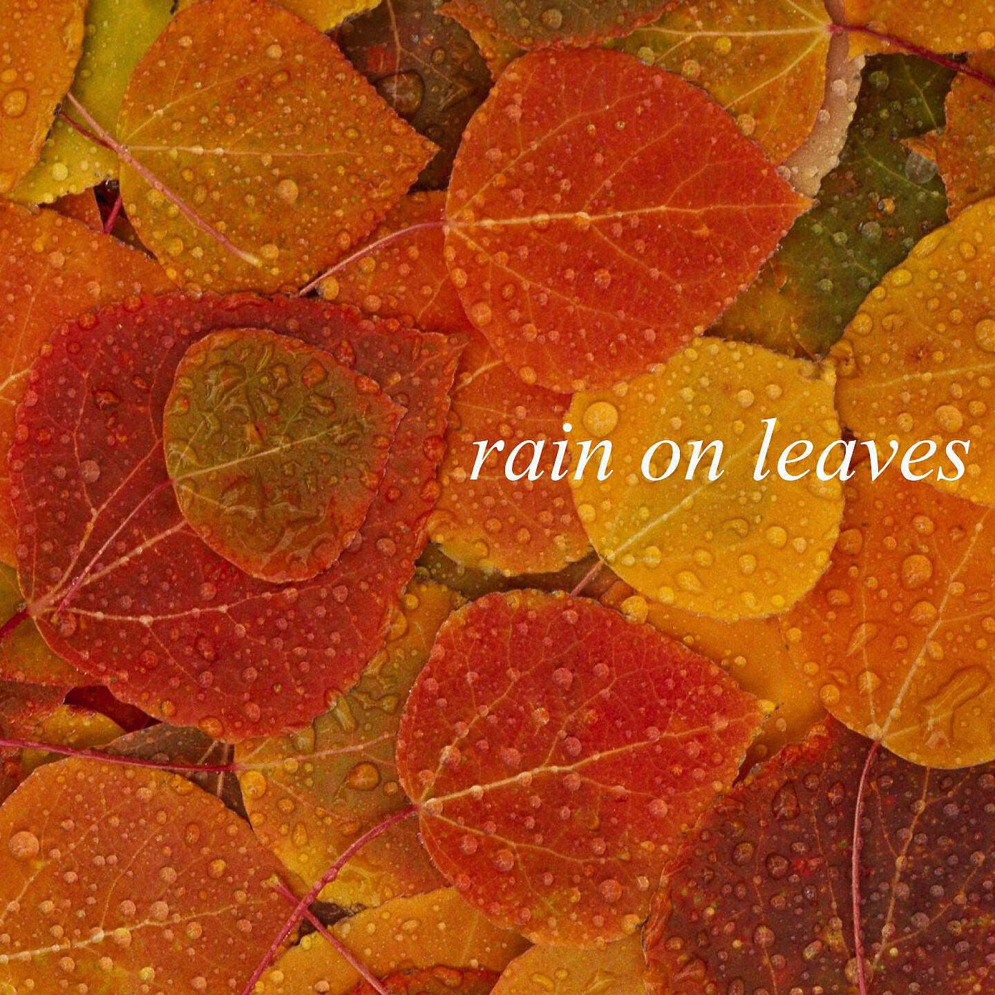Background Noise From TraxLab - Gentle Sounds of Rain on Leaves (Part 05)