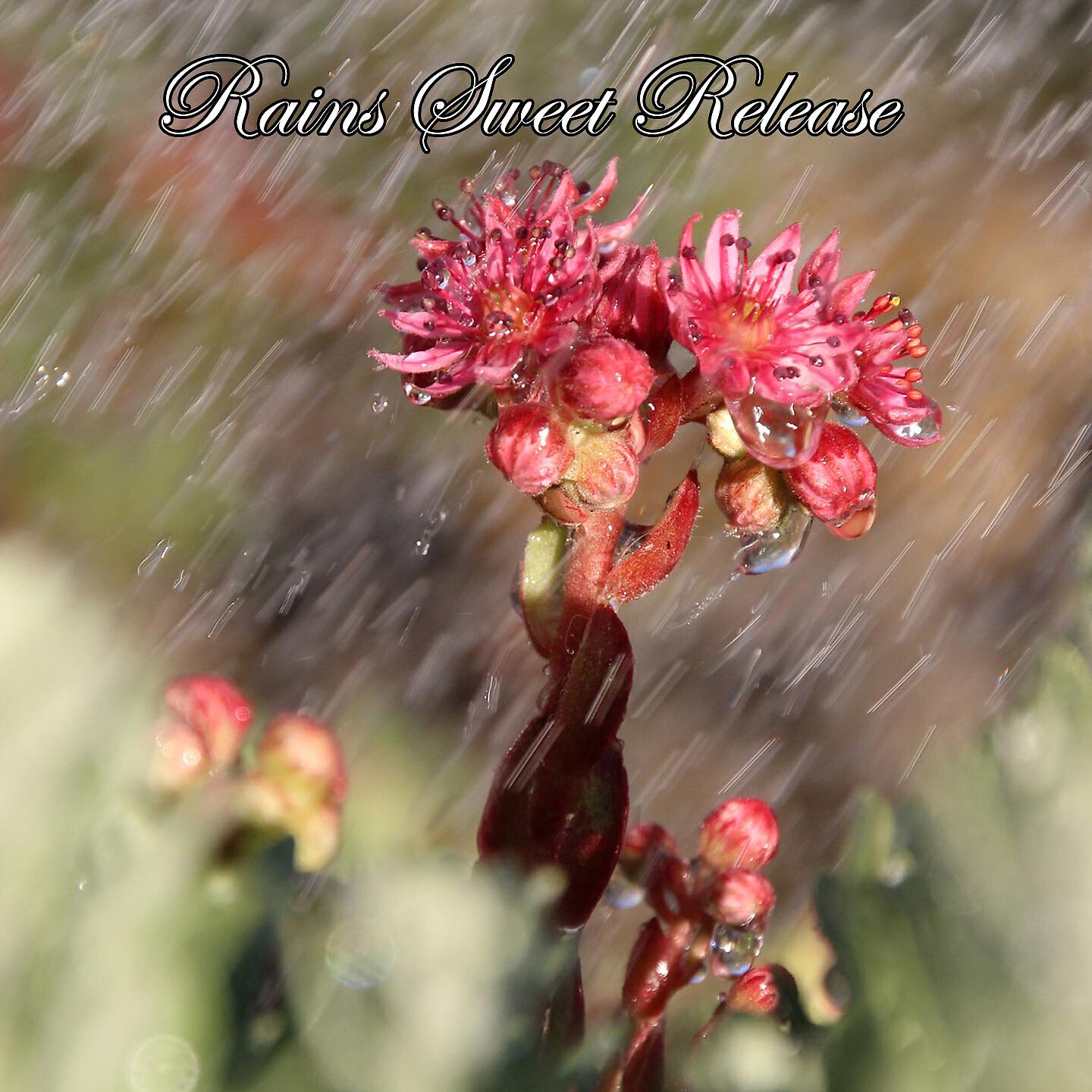 The Rain Library - Storm In The Atmosphere
