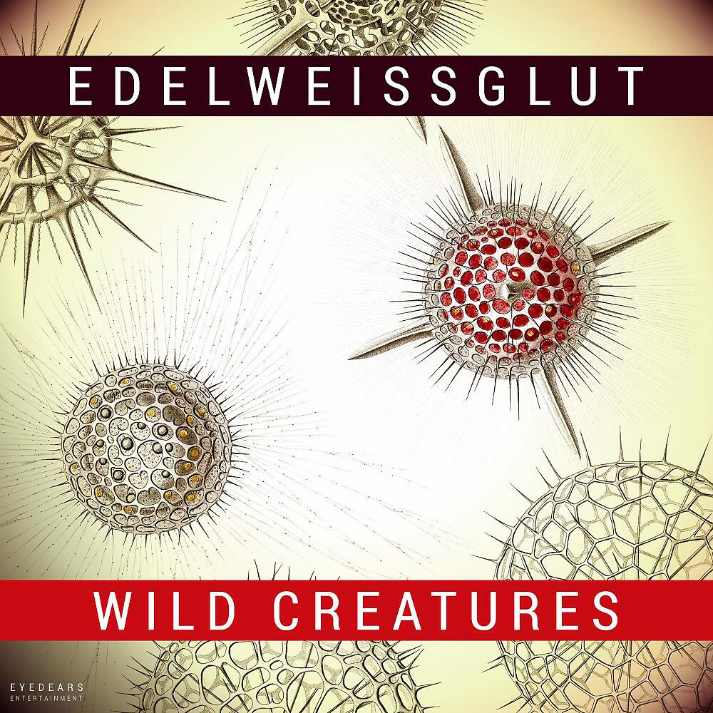 Edelweissglut - Seahorse Race