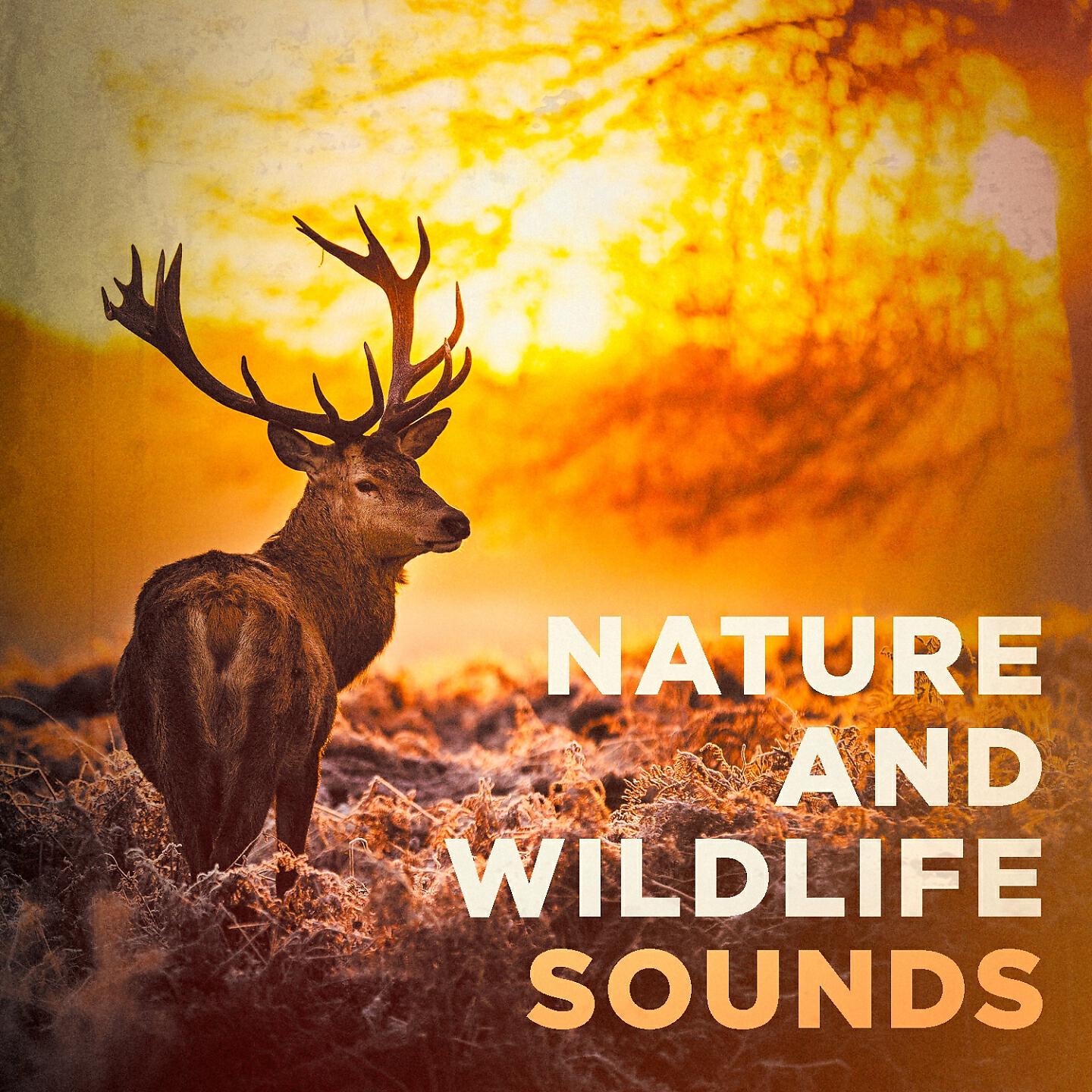 Nature Sound Collection - Sea Bells