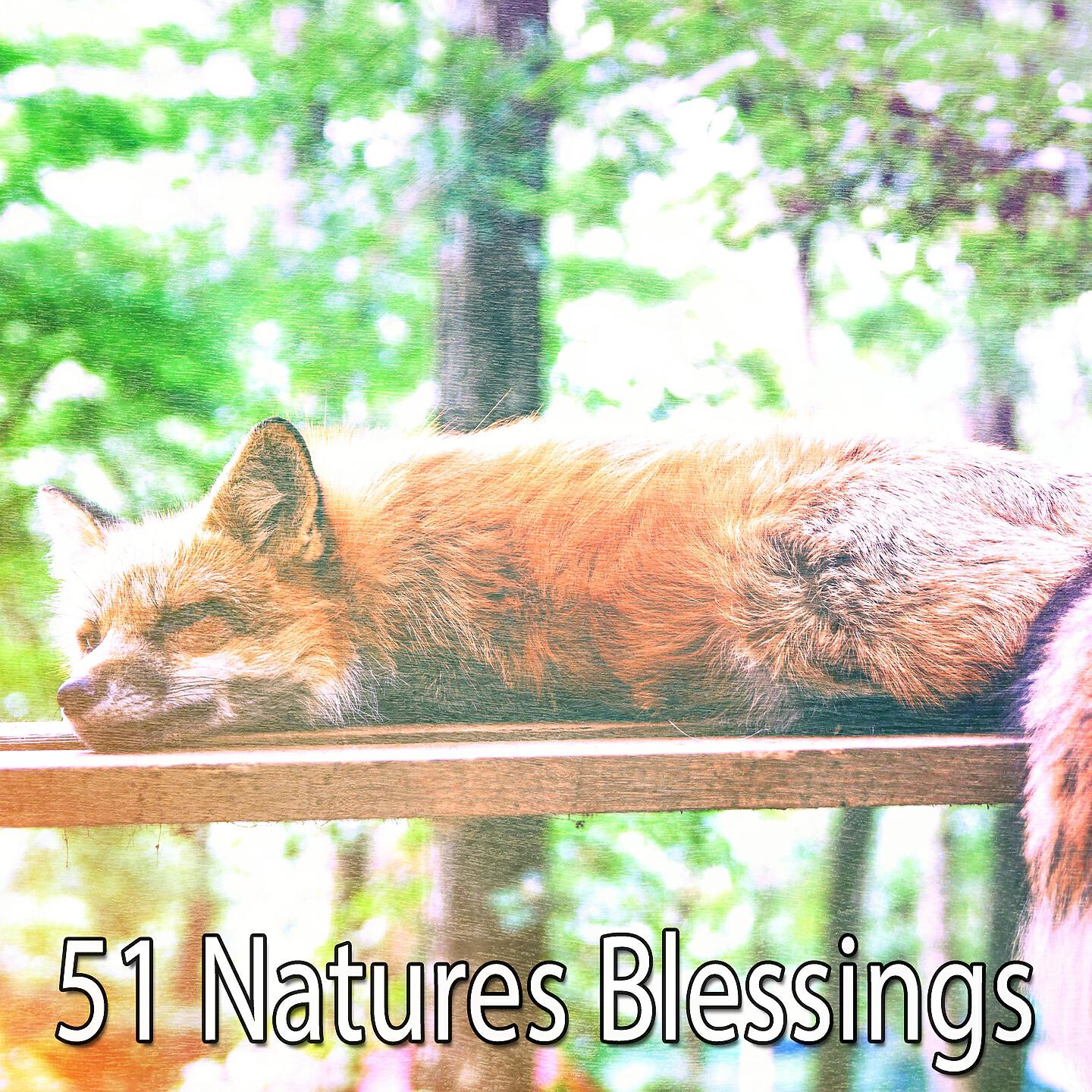 Nature Sounds Nature Music - Echoes Of Awareness