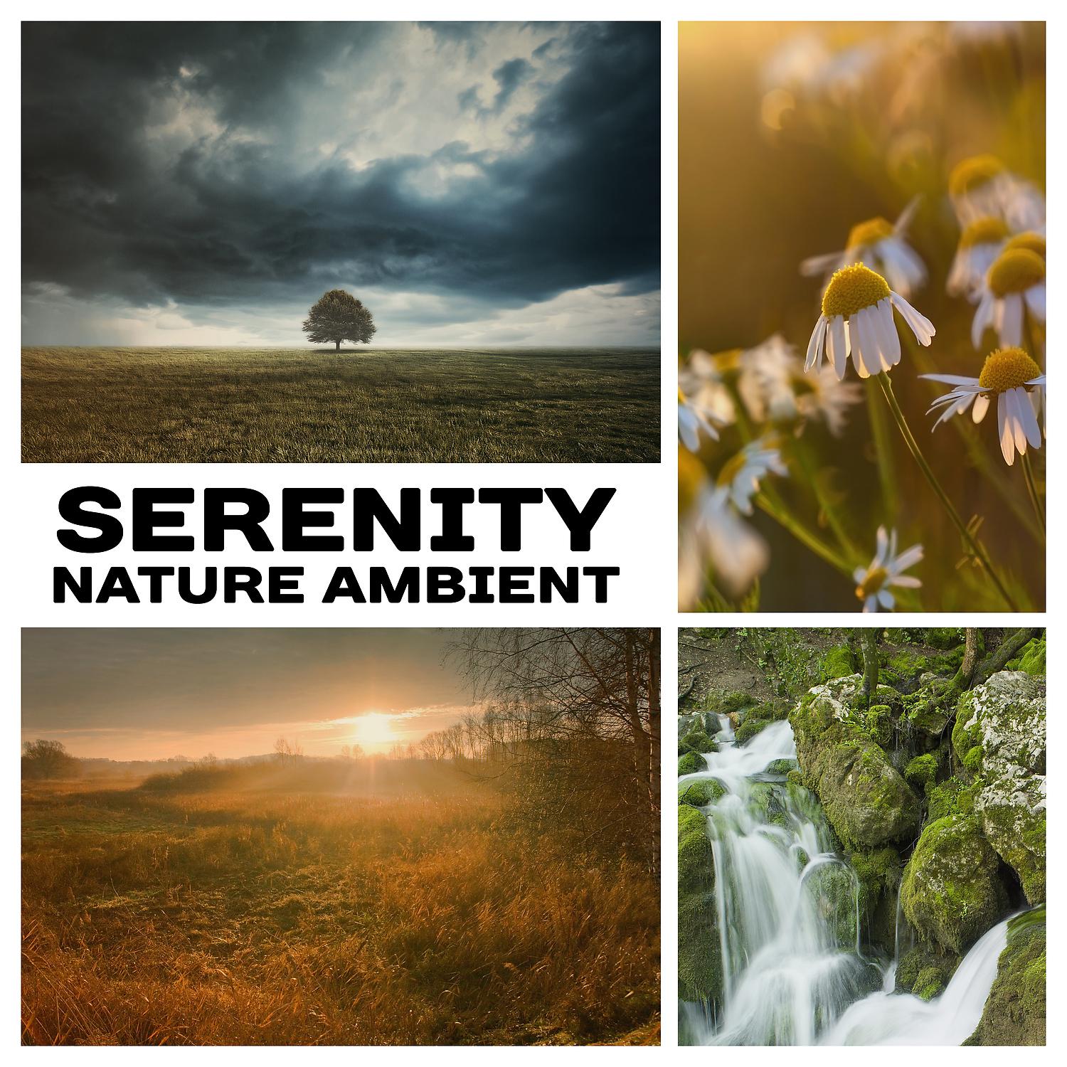 Постер альбома Serenity Nature Ambient: 50 Relaxation Sounds for Meditation & Sleep, Instrumental New Age for Yoga & Spa