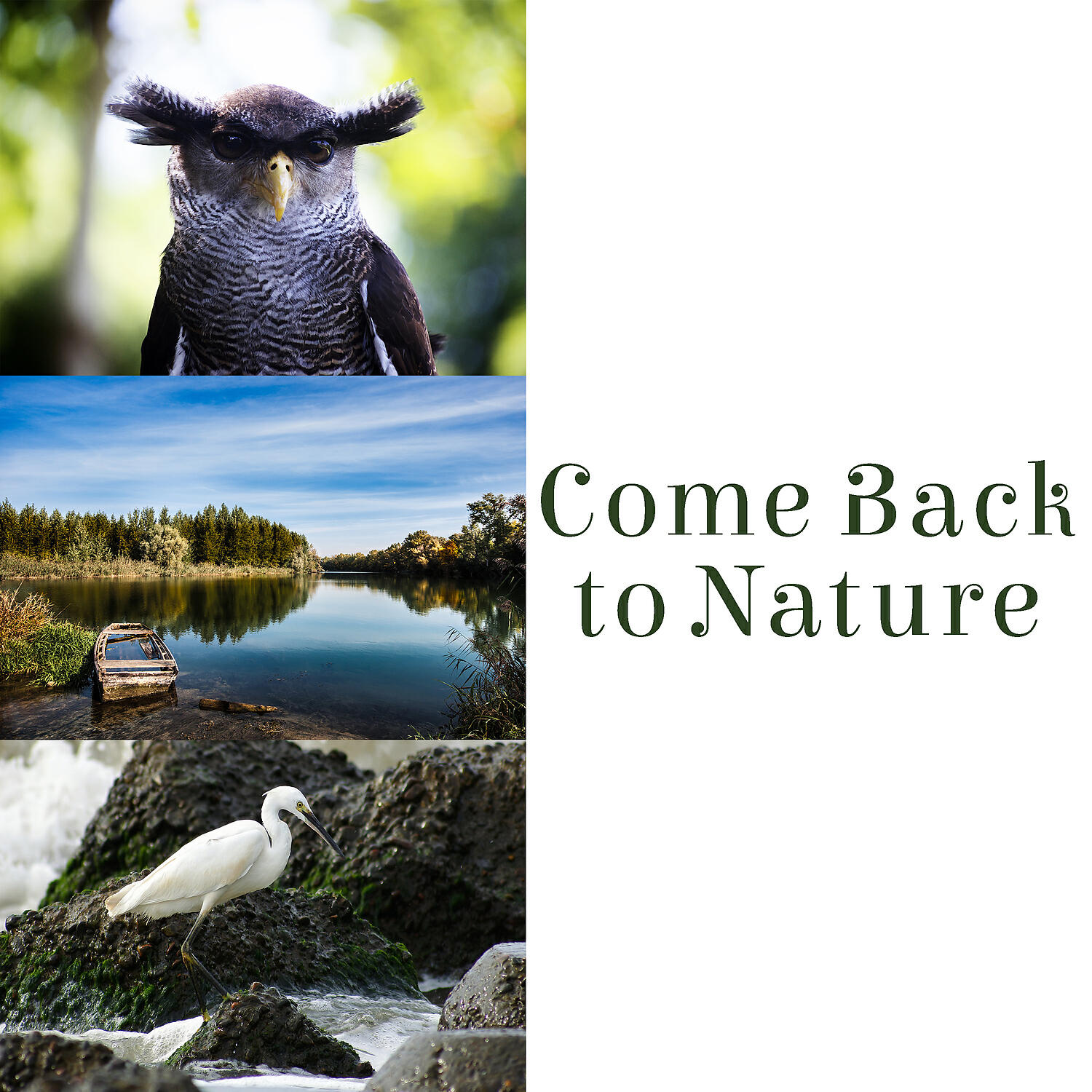 Sounds of Nature Kingdom - Instrumental Nature Sounds