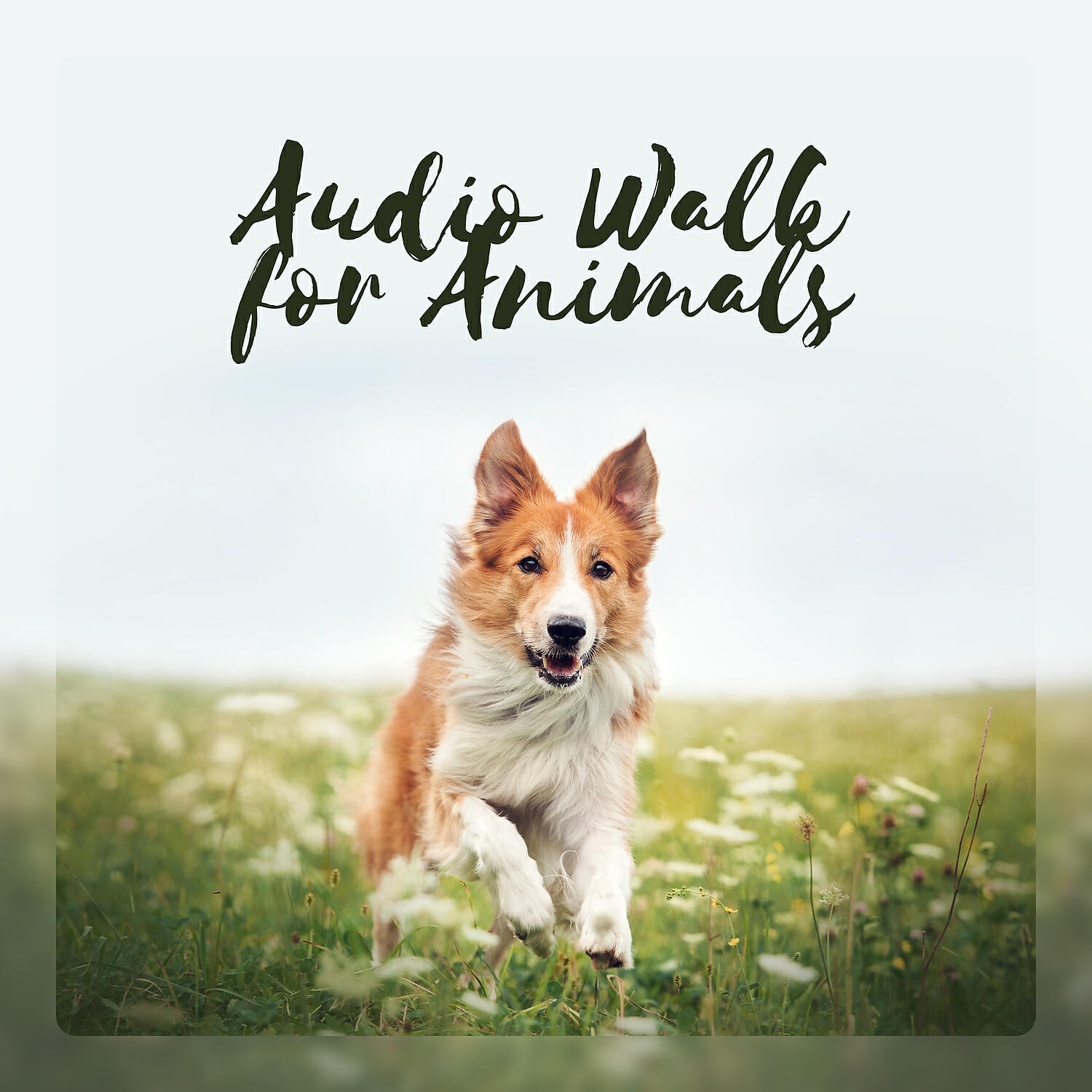 Pet Relax Academy - Camp for Lost Dogs