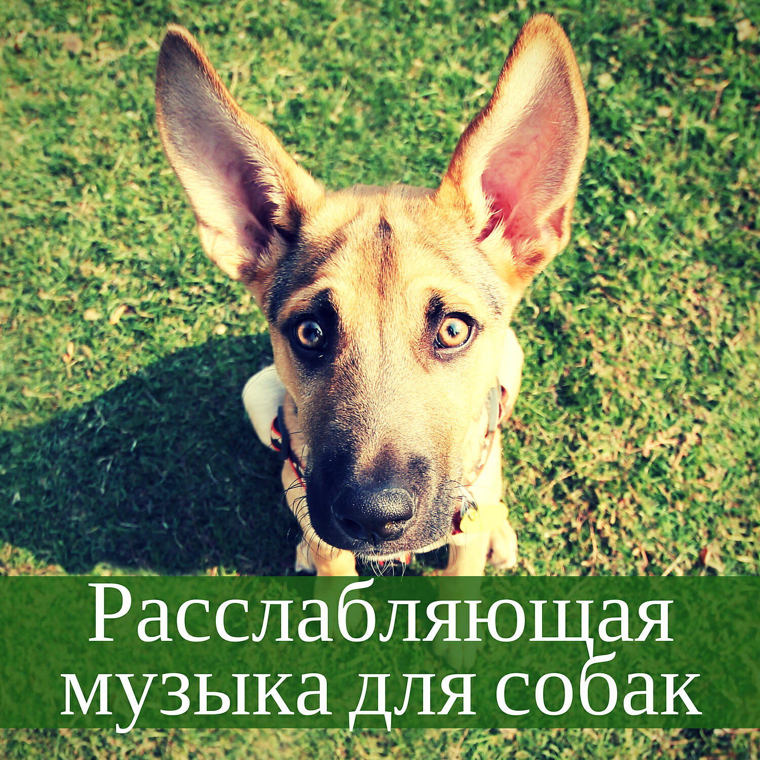 Музыка для собак - Эмбиентная музыка