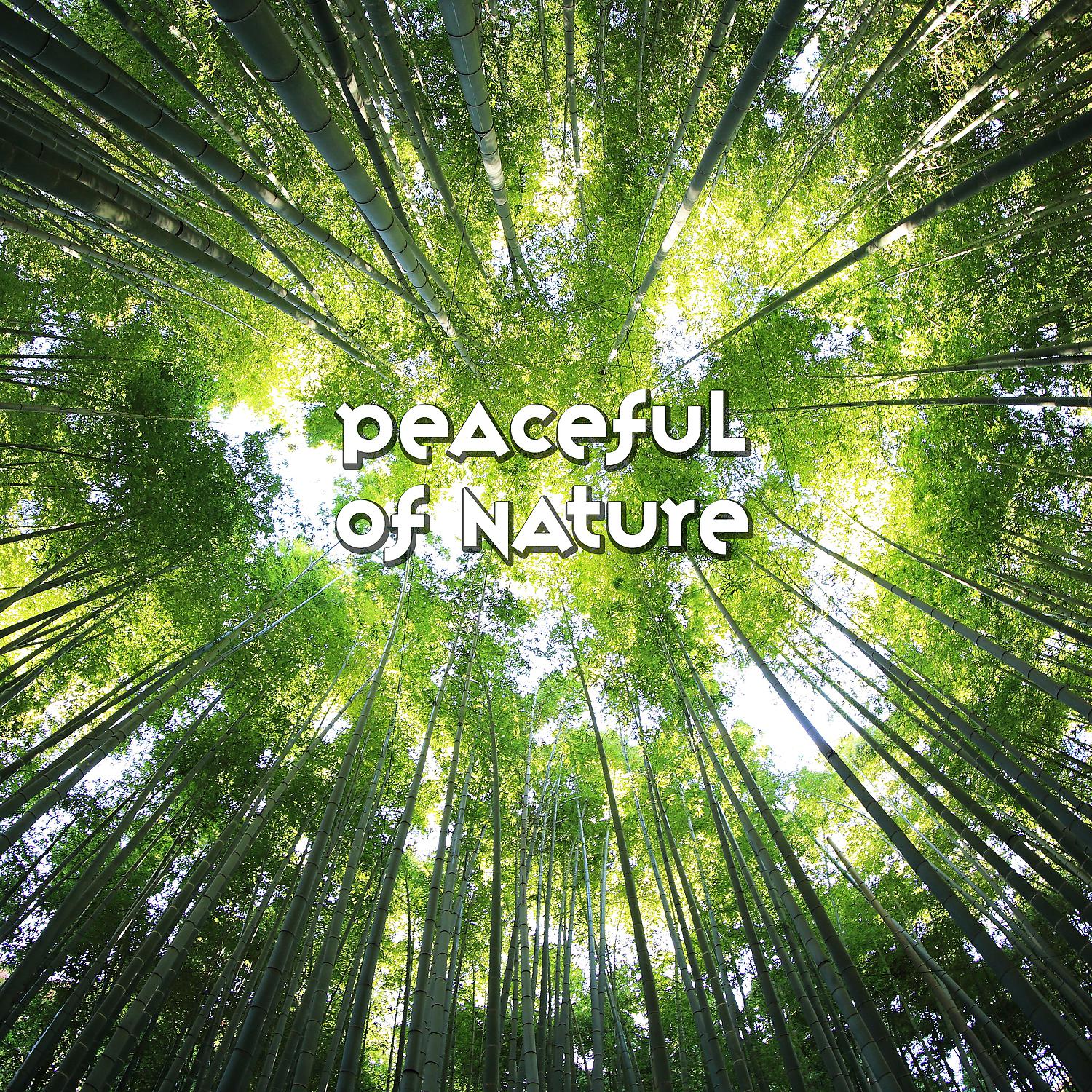 Постер альбома Peaceful of Nature: Ambient Sounds Collection for Relaxation Meditation, Reduce Stress, Soothing Songs for Deep Sleep
