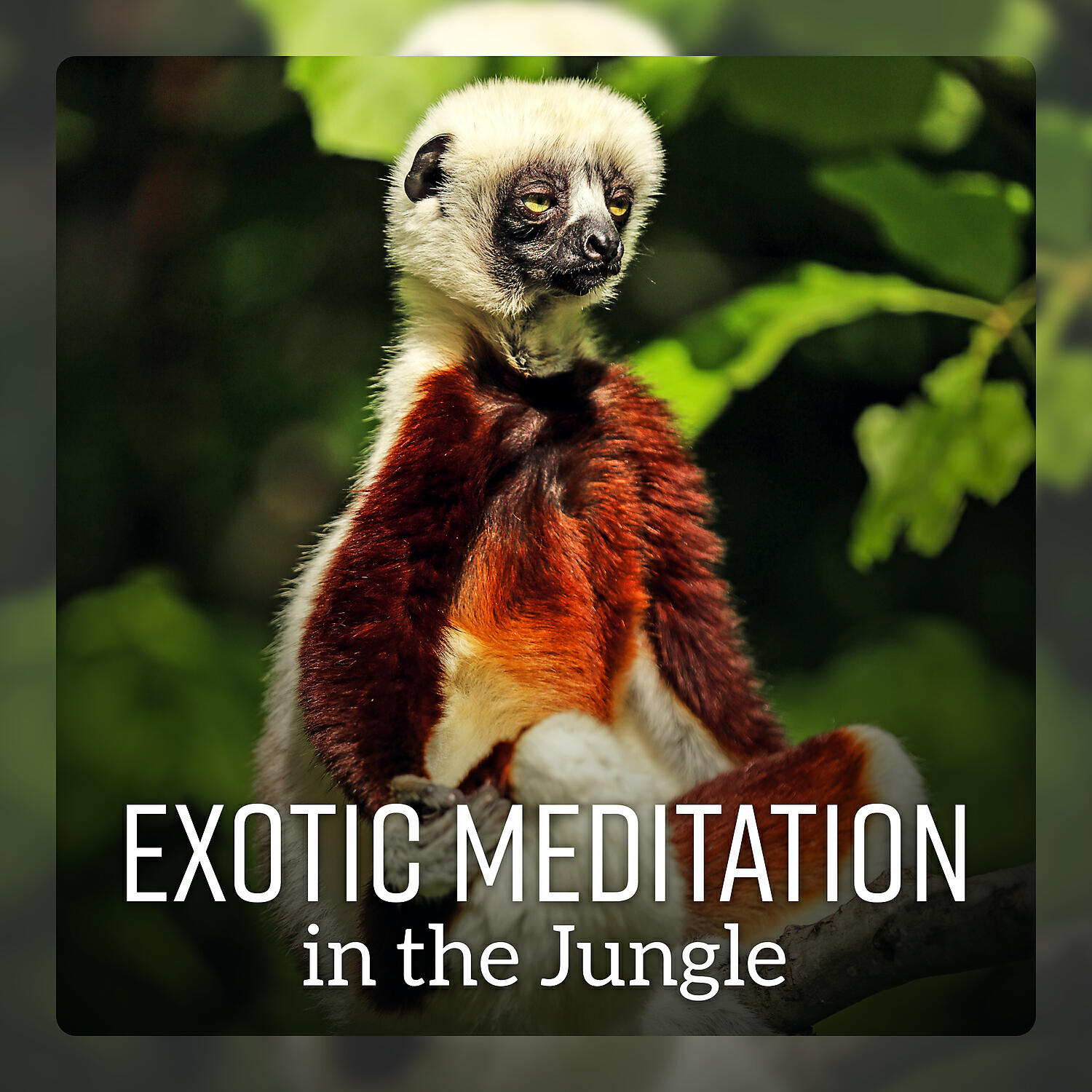 Meditation Mantras Guru - Deep in the Jungle