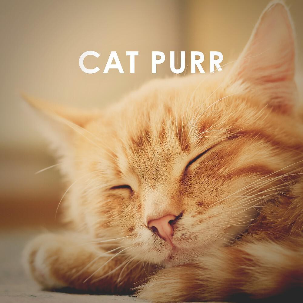 Relaxing White Noise Sounds - Cat Purr: 1 Hour Asmr Sound for Sleep, Study and Concentration