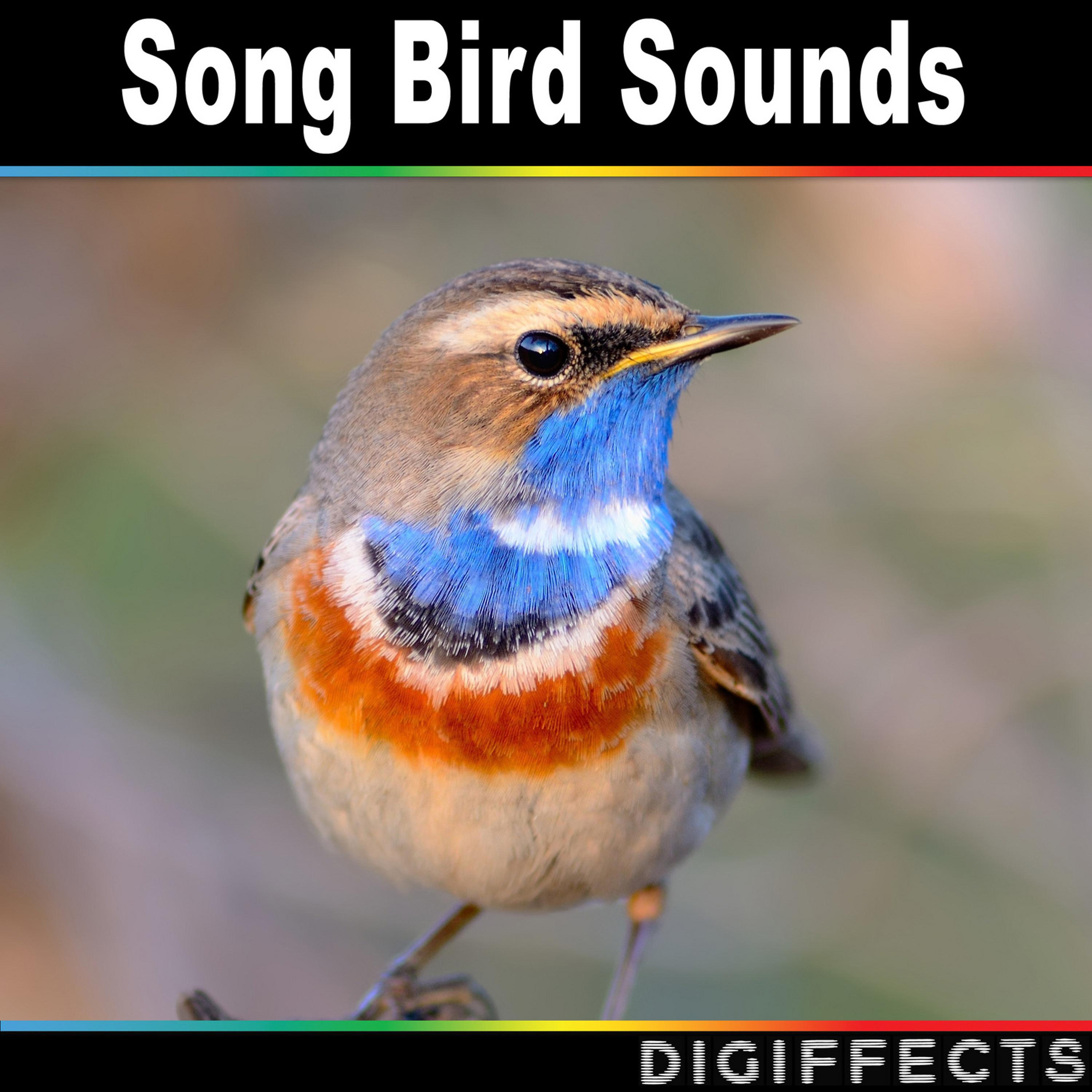 Digiffects Sound Effects Library - Thrush and Wood Pigeon in Forest Ambience Version 2