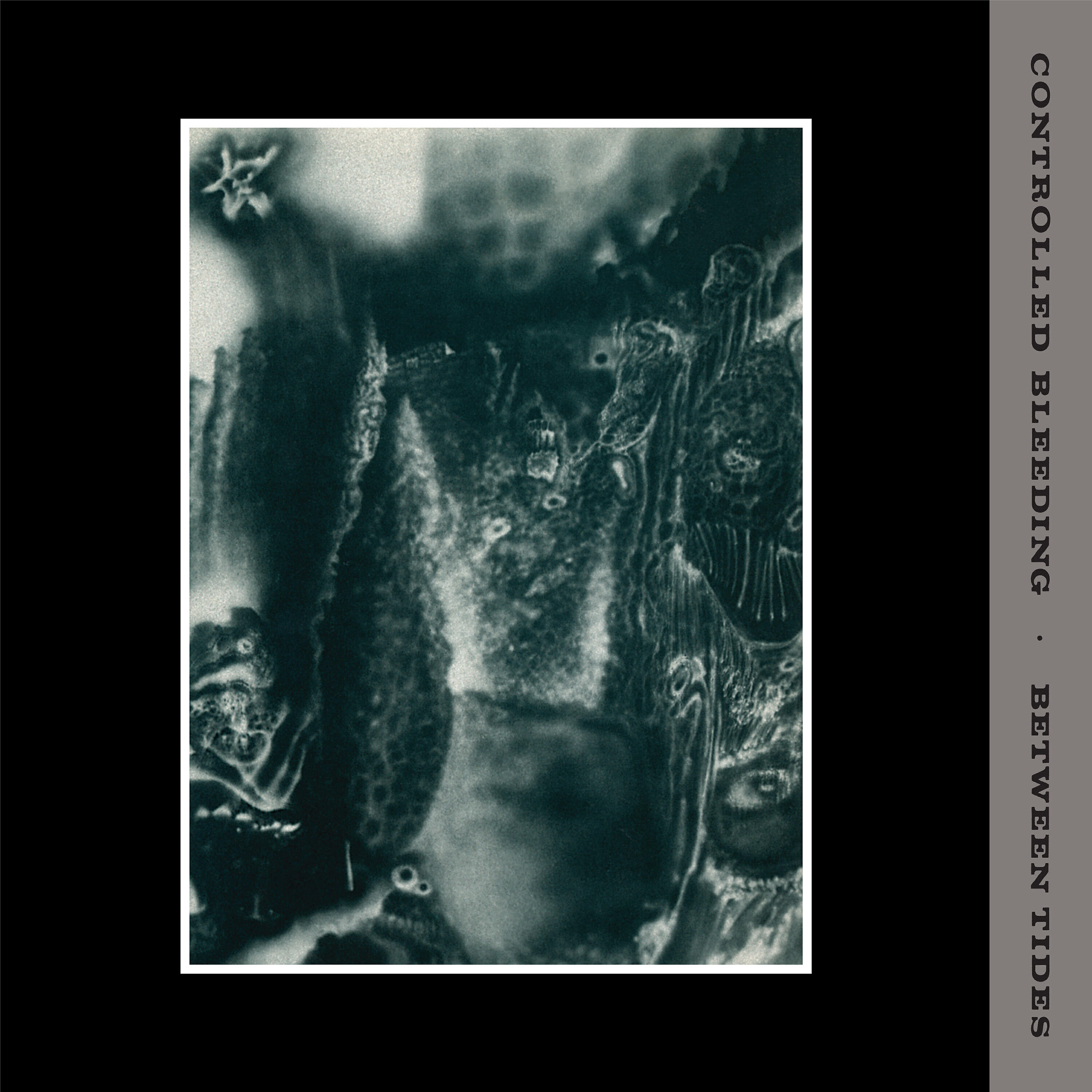 Controlled Bleeding - Shaved Sound