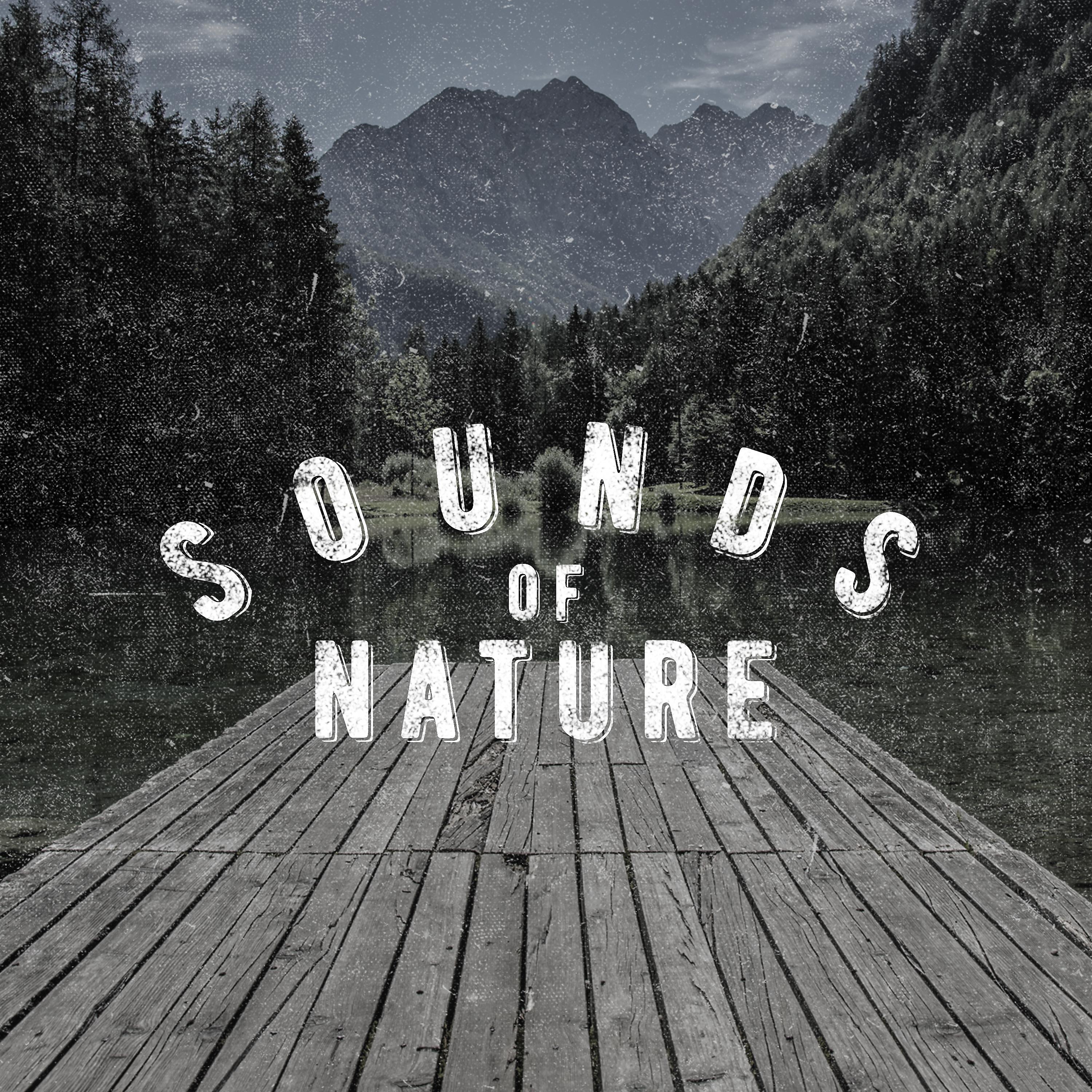 Outside Broadcast Recordings - Picnic by the Duck Pond