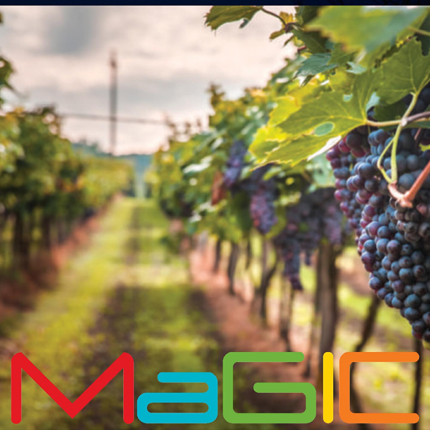 Formatia Magic - Dupa Bani Peste Hotare