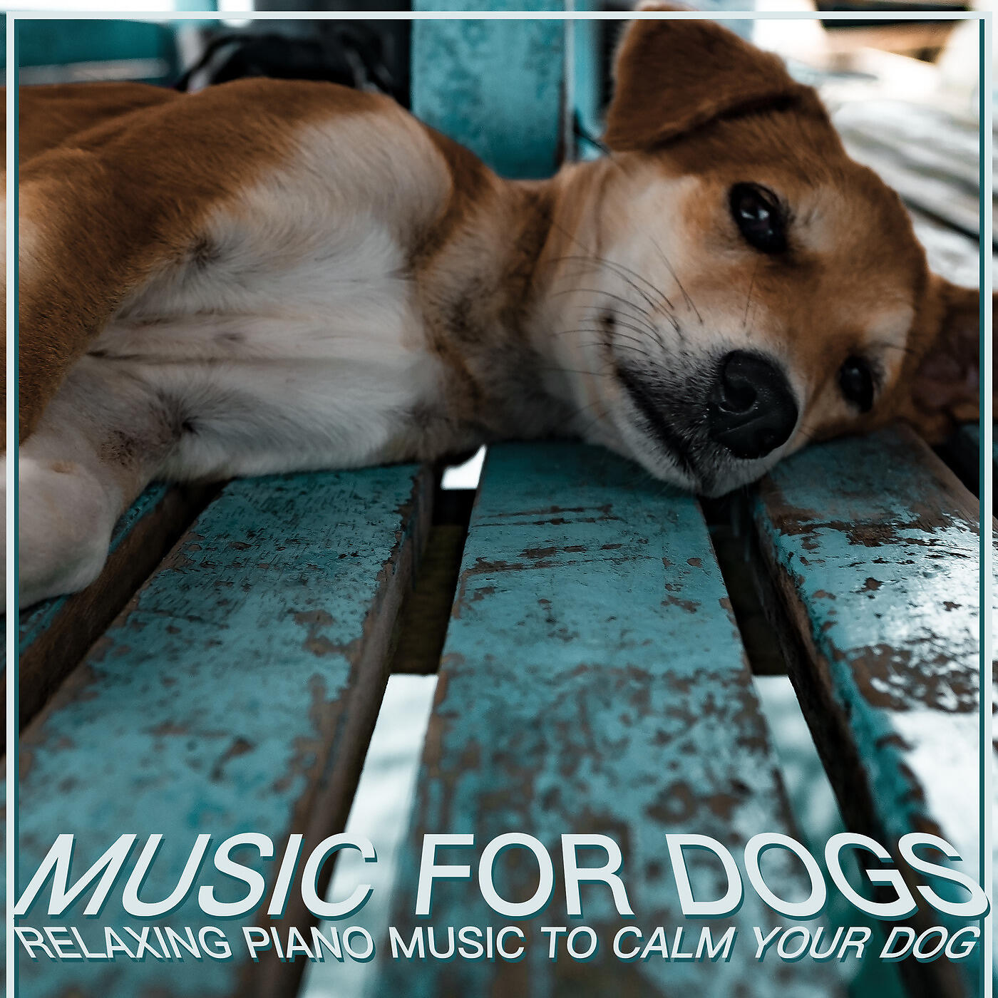 RelaxMyDog - Not a Worry