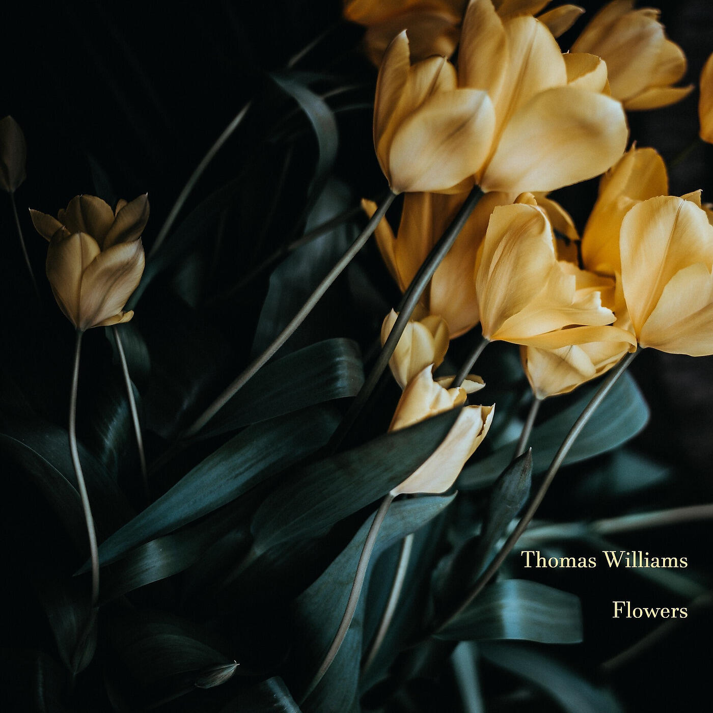 Thomas Williams - Petals (Song for George)