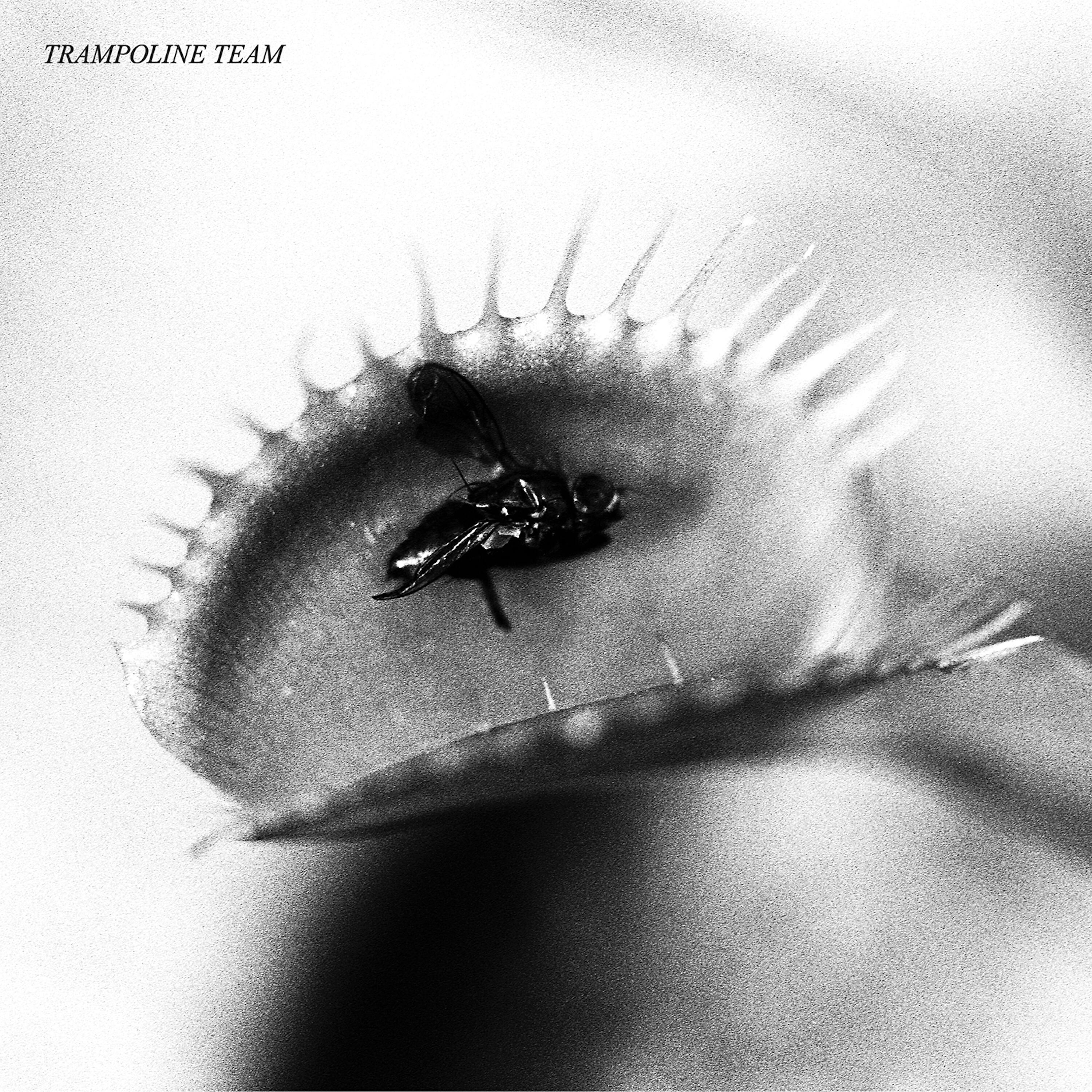 Trampoline Team - Must Be Nice