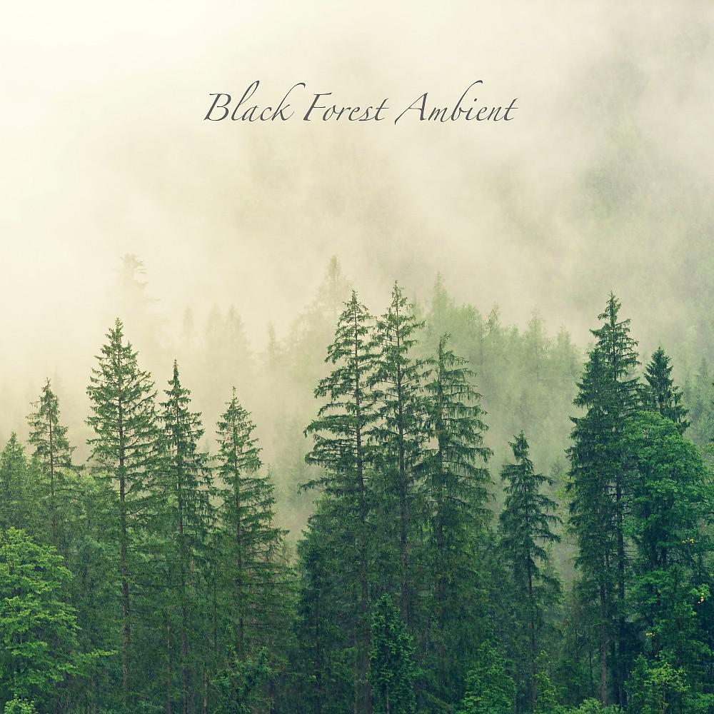 Постер альбома Black Forest Ambient
