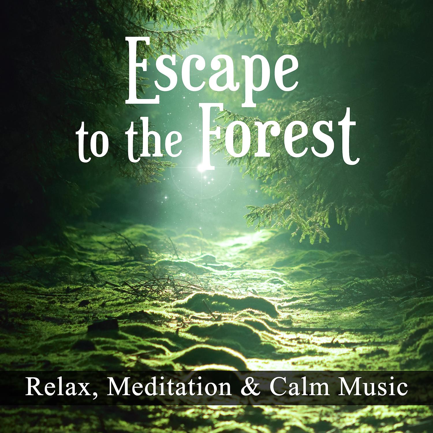 Постер альбома Escape to the Forest - Relax, Meditation & Calm Music, Therapeutic, Gentle Sounds from the Mysterious Forest