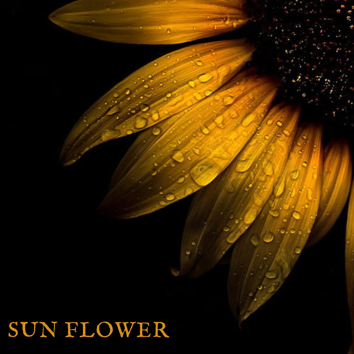 Постер альбома Sun Flower