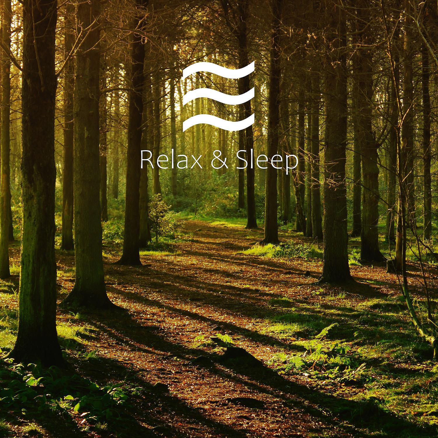 Постер альбома Restful Sleeping Shush Forest Soughs