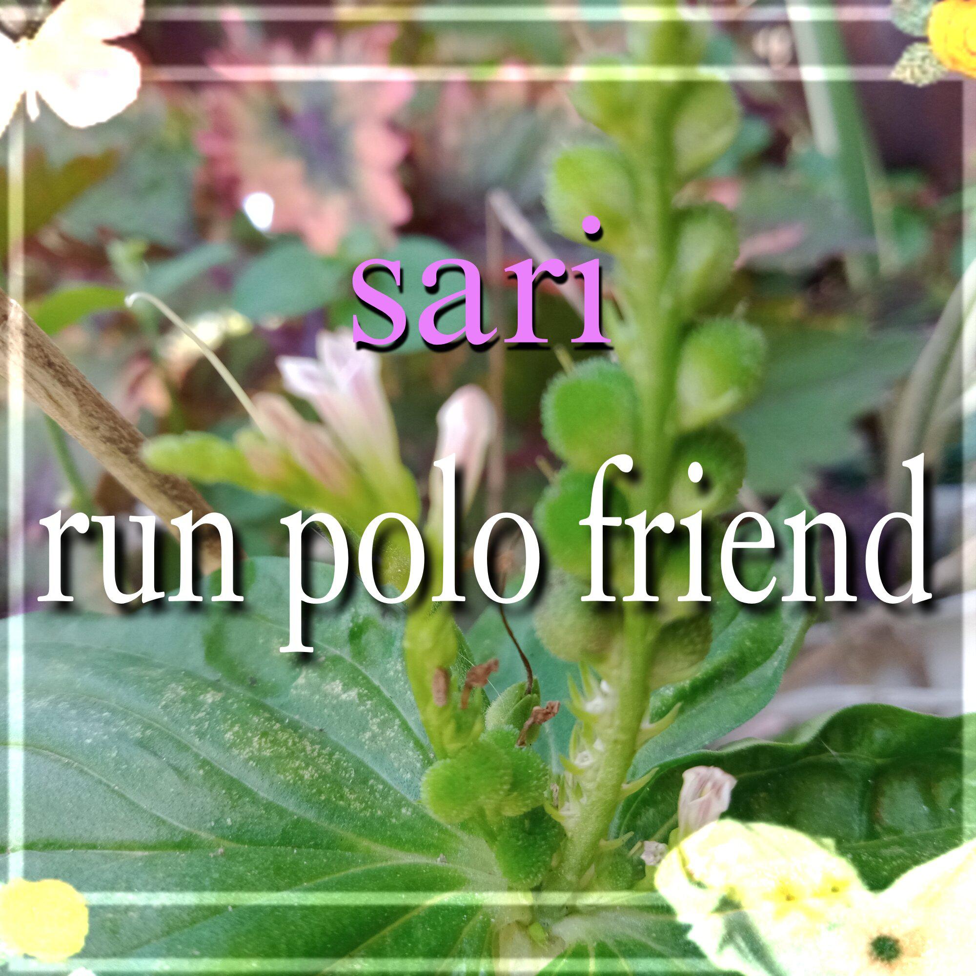Постер альбома run polo friend