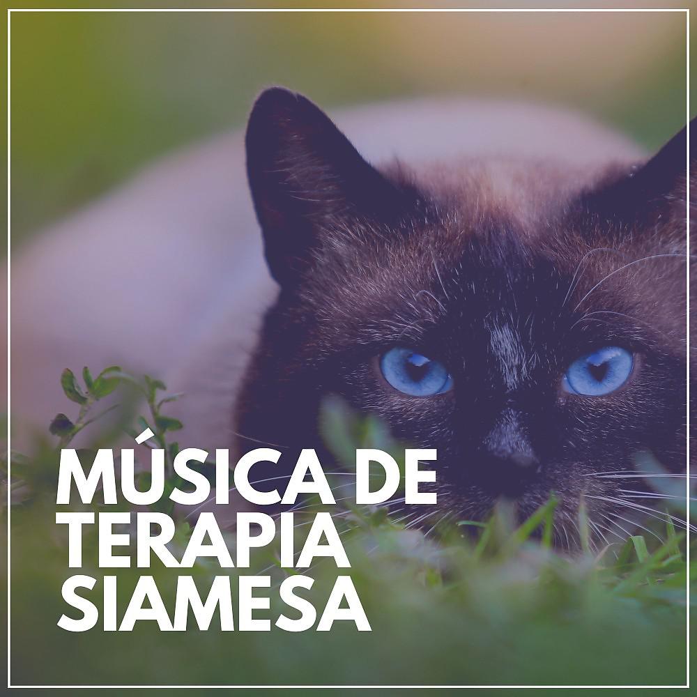 Постер альбома Música de Terapia Siamesa