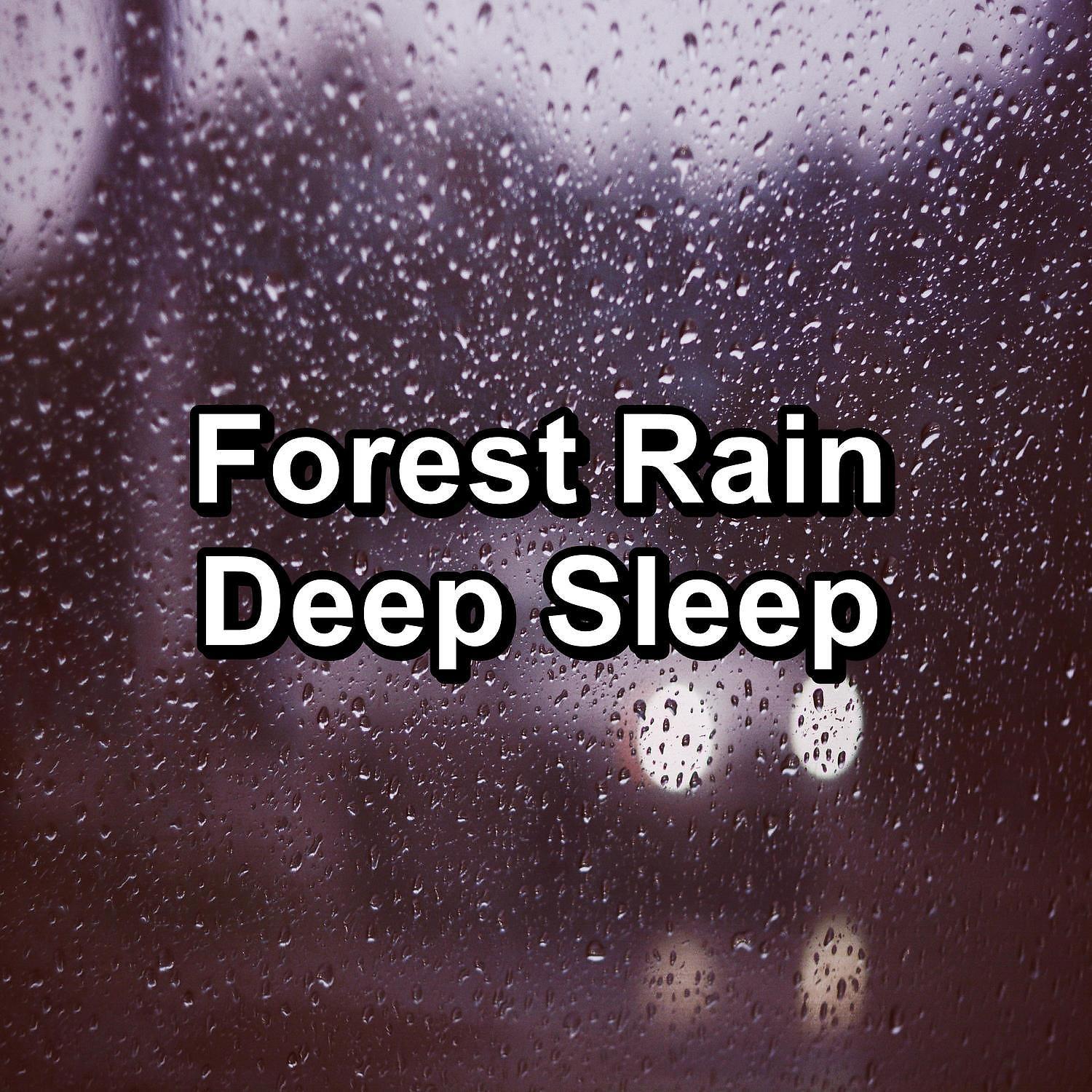 Постер альбома Forest Rain Deep Sleep