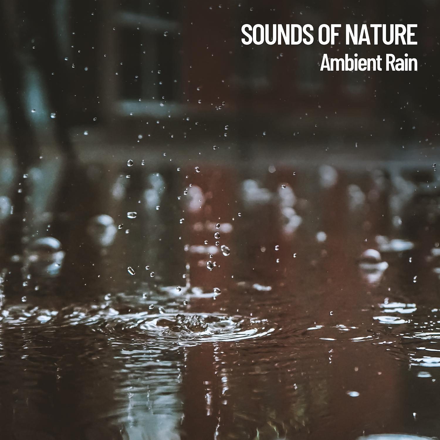 Постер альбома Sounds of Nature: Ambient Rain