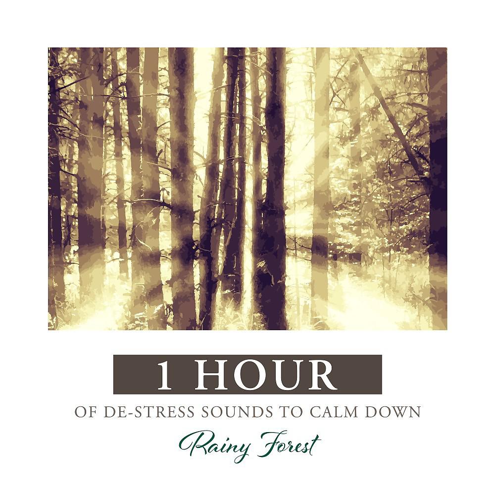 Постер альбома Rainy Forest: 1 Hour of De-Stress Sounds to Calm Down