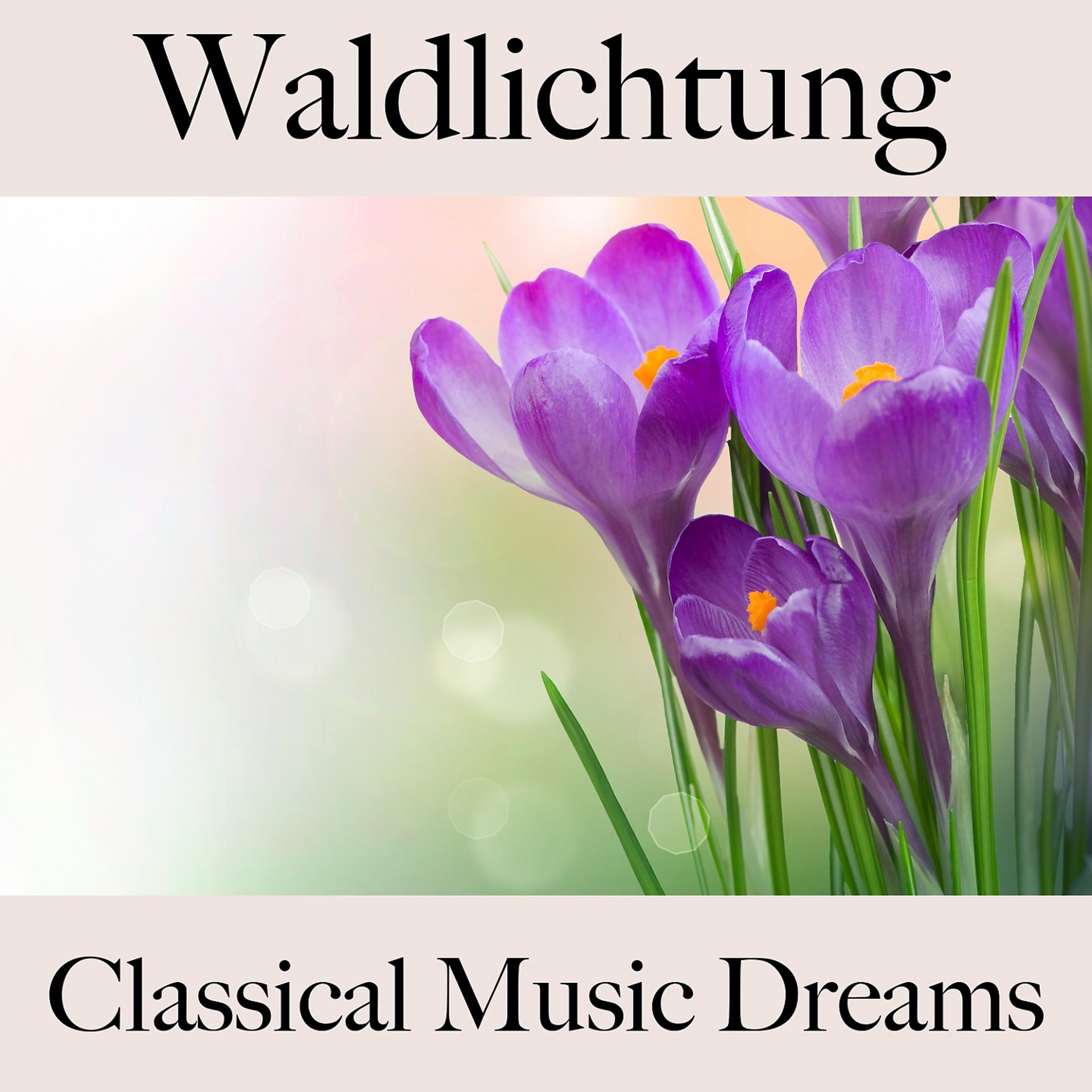 Постер альбома Waldlichtung: Classical Music Dreams - Die Beste Musik Zum Entspannen