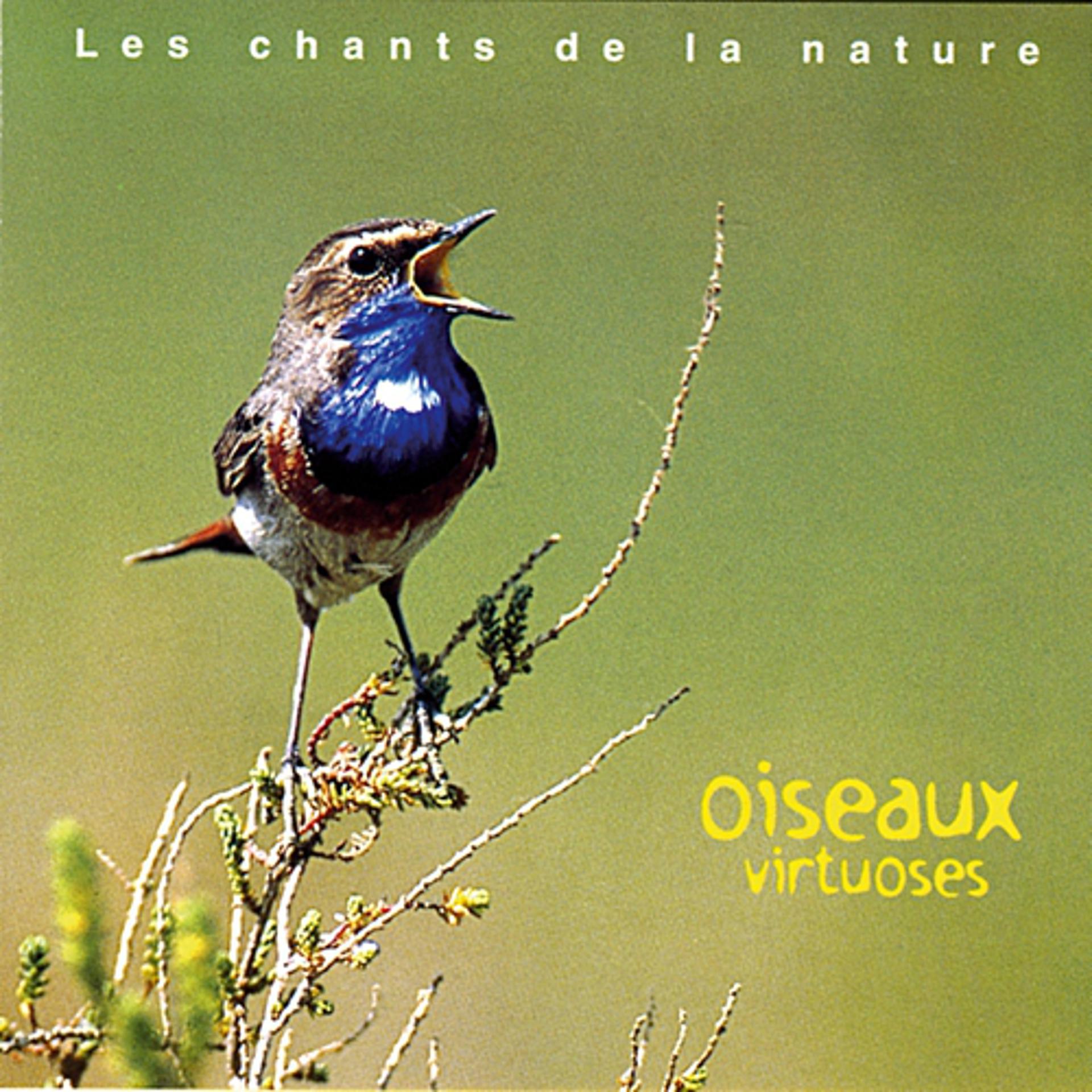 Постер альбома Les chants de la nature : Oiseaux virtuoses