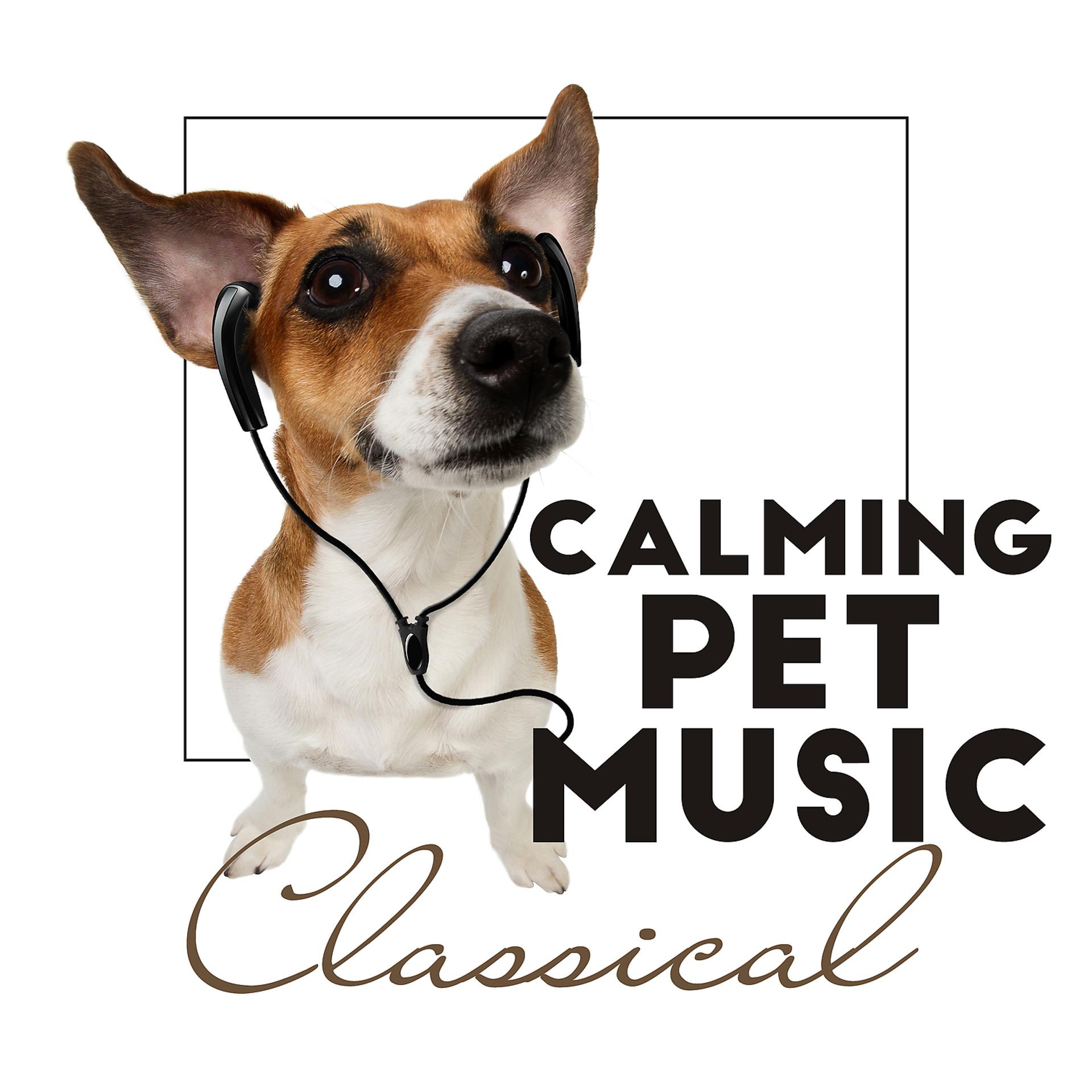 Постер альбома Calming Pet Music: Classical Piano Music for Dogs, Cats and Others Pupils