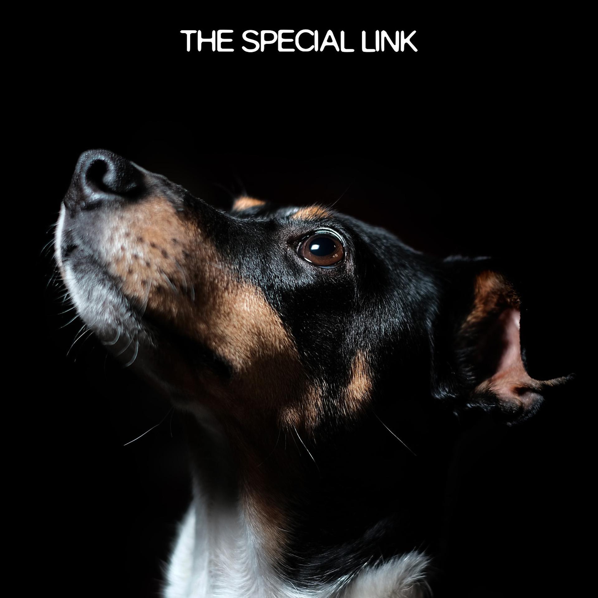 Постер альбома The Special Link