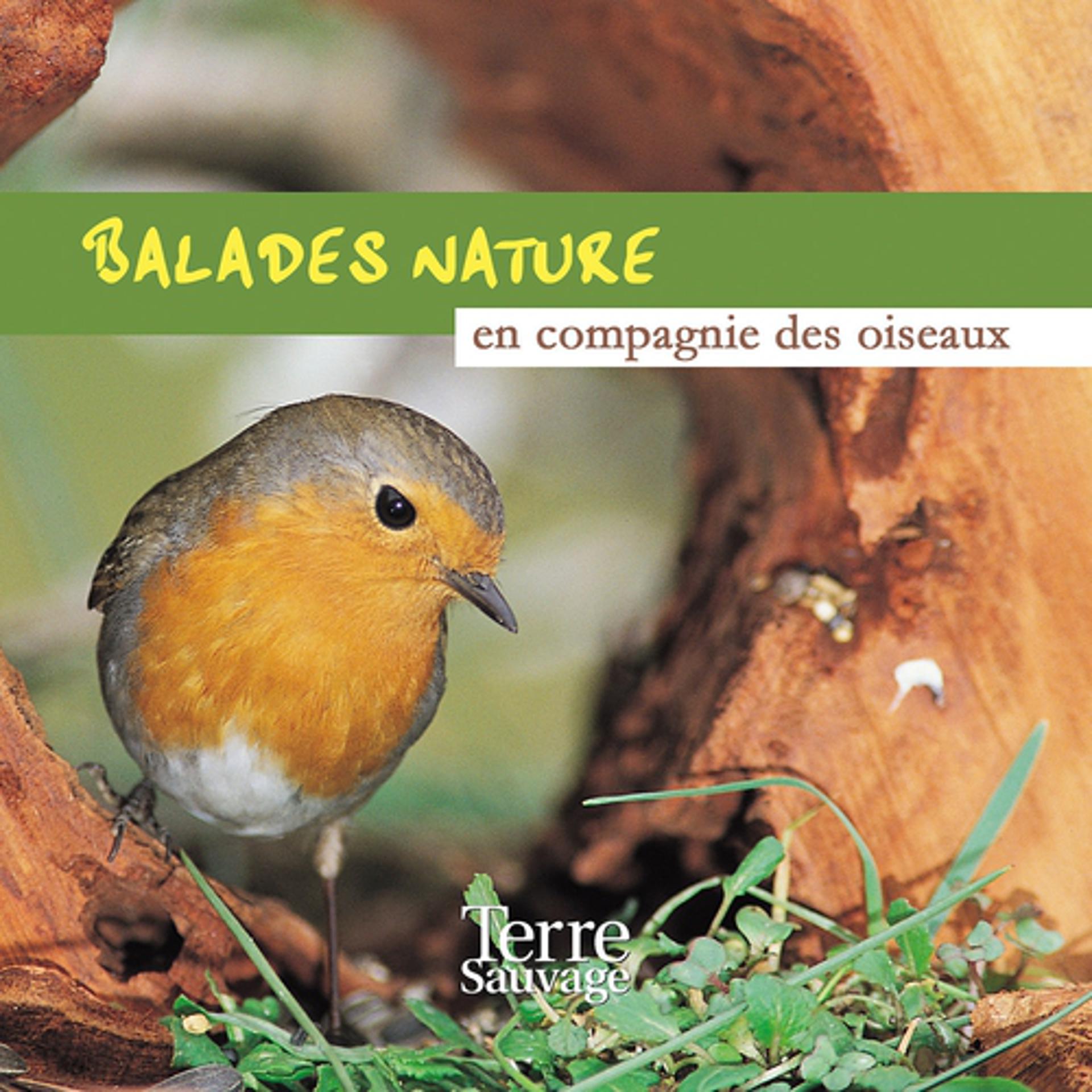 Постер альбома Balades nature en compagnie des oiseaux