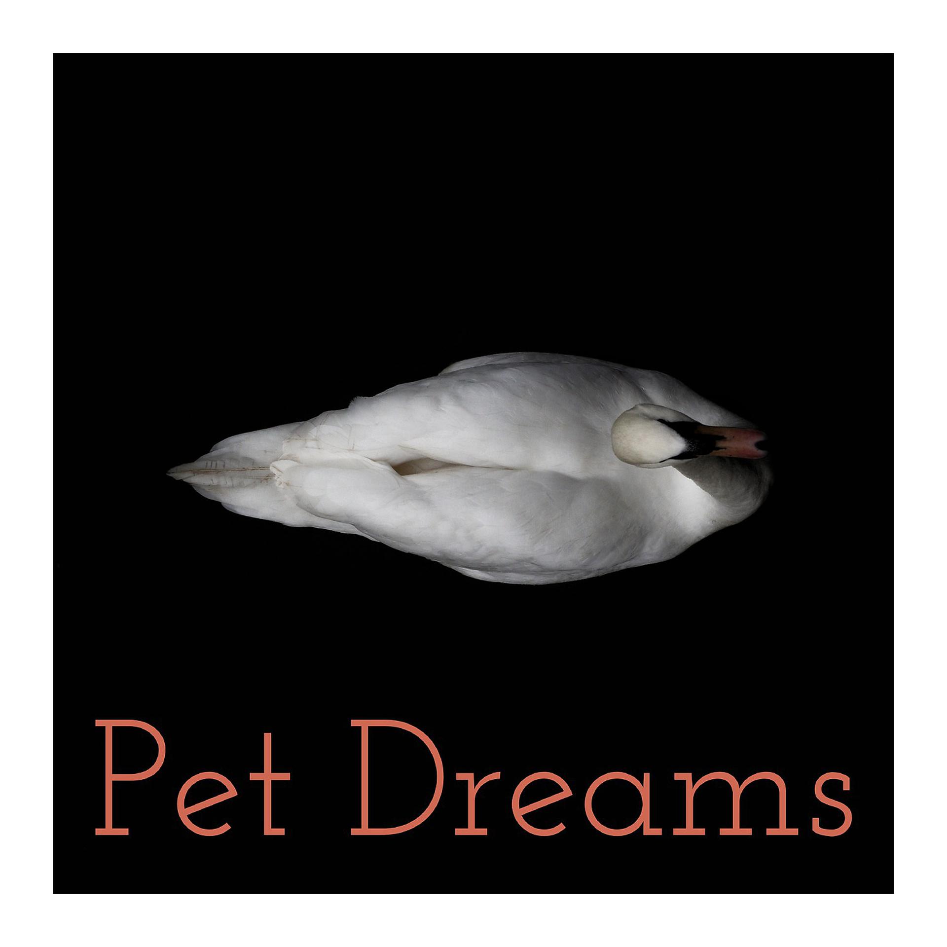 Постер альбома Pet Dreams